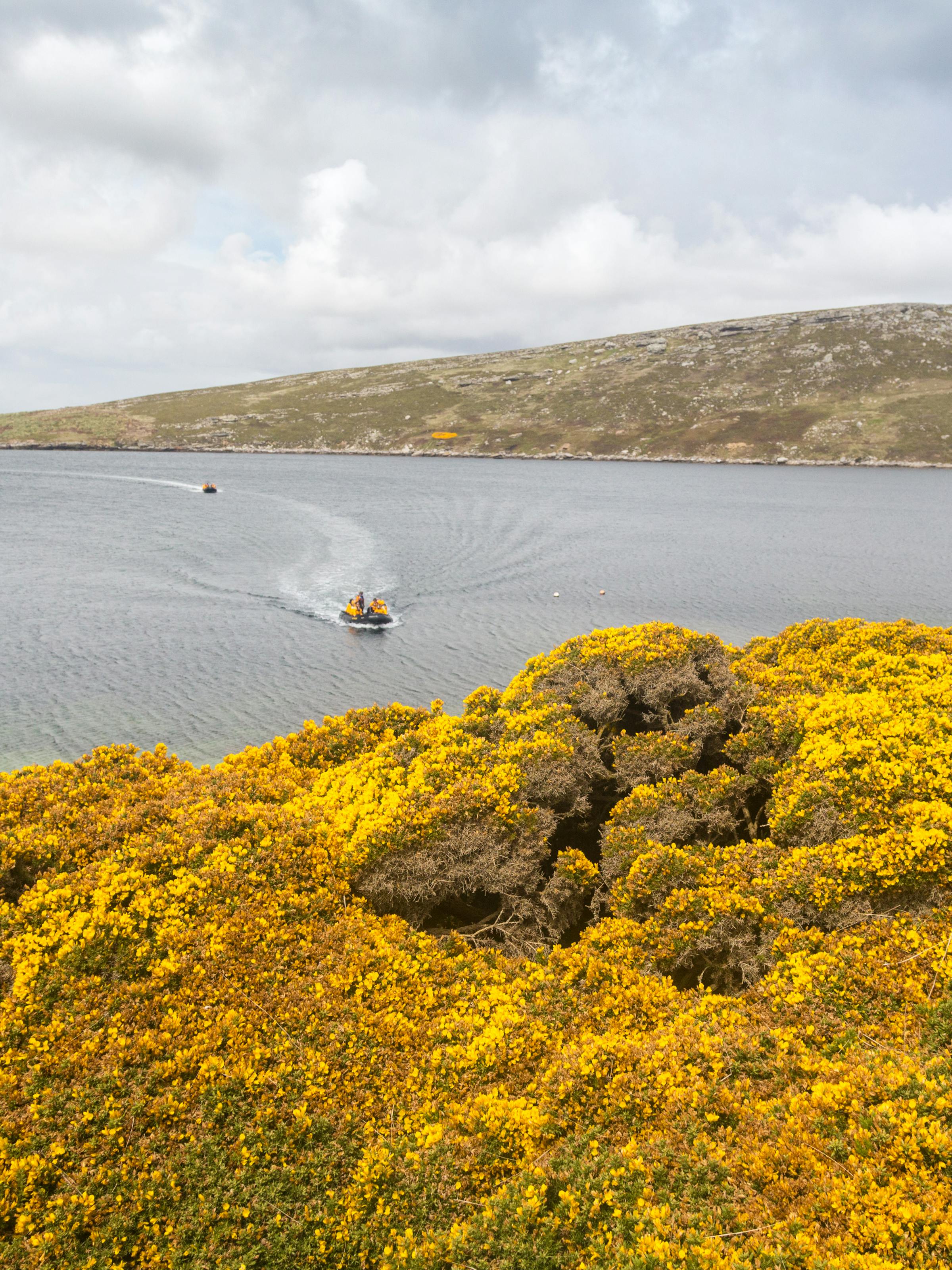 A small boat cuts across a calm lake, leaving a wake behind bright yellow flowers in the foreground below gray clouds.