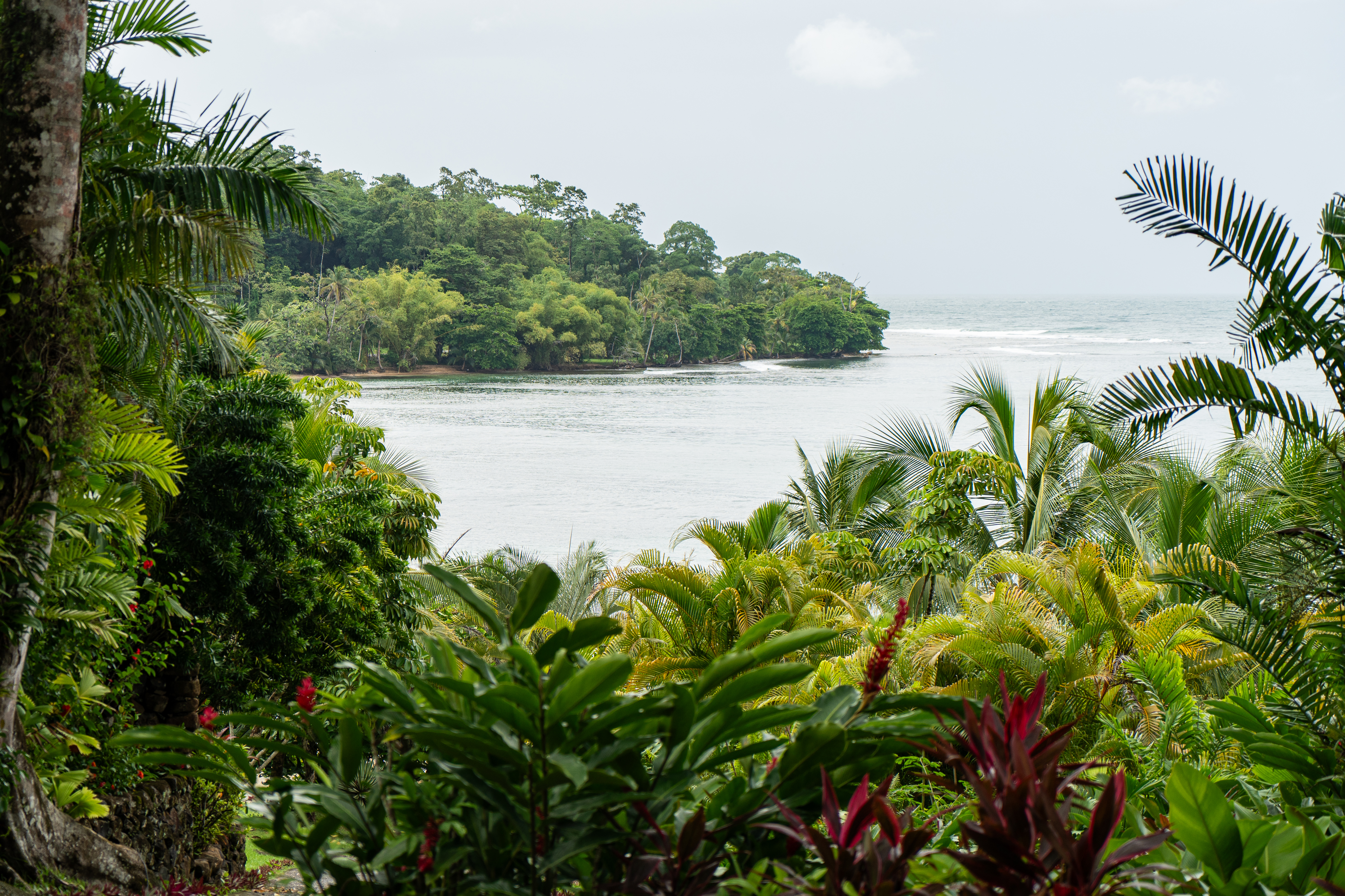 Palm-covered shoreline curves along clear water, viewed from above the treetops under a pale cloudy sky in quiet light.