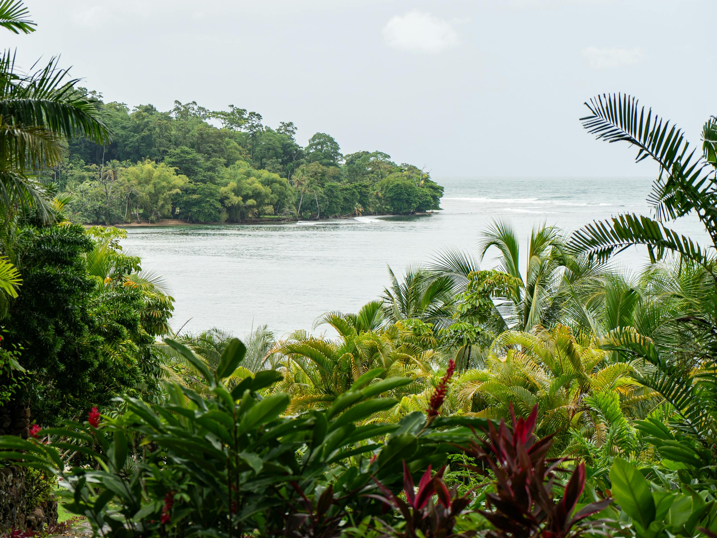 Palm-covered shoreline curves along clear water, viewed from above the treetops under a pale cloudy sky in quiet light.