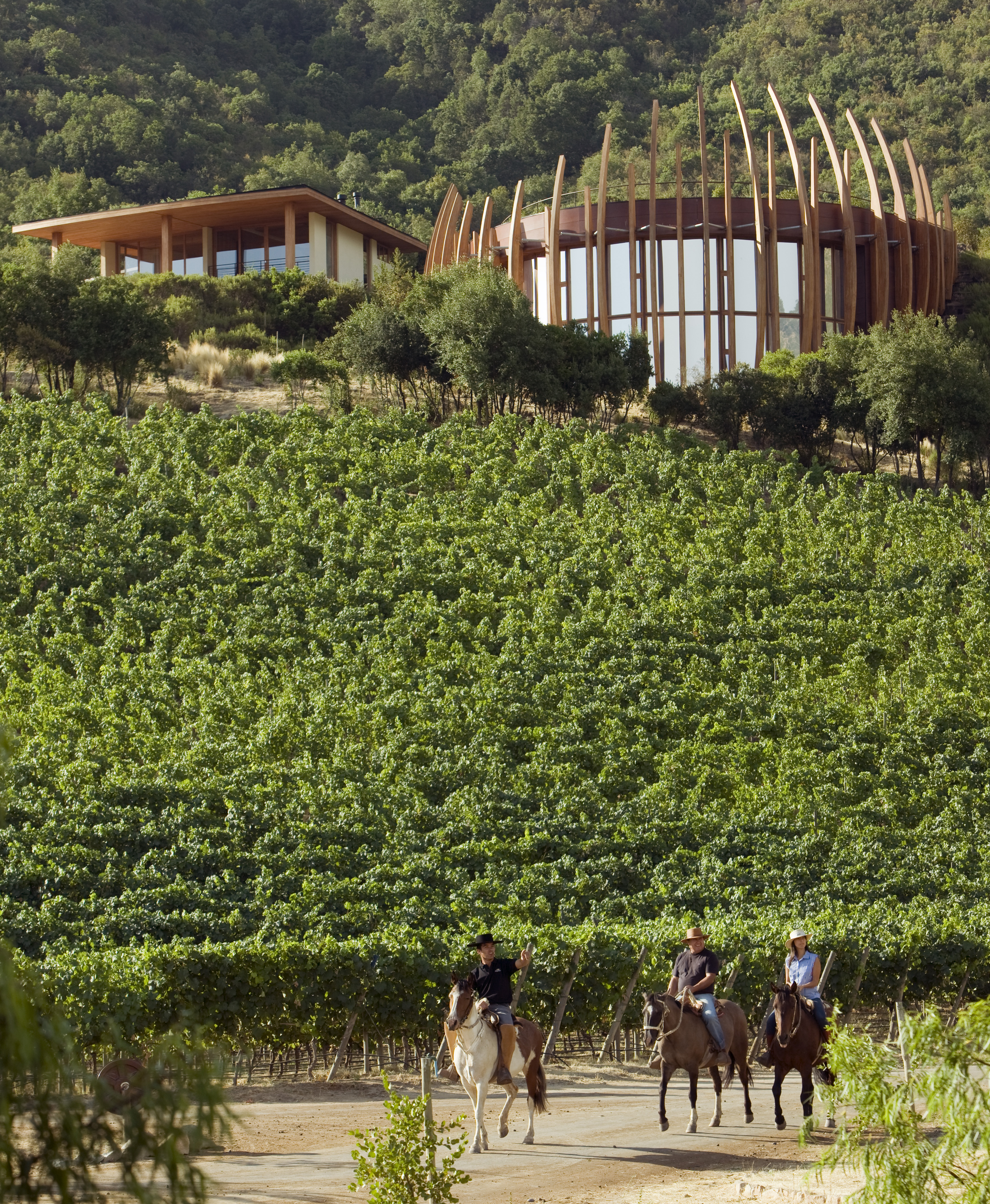 Horse and rider move between green vineyard rows, with rolling hills and a lodge building in the background behind them.