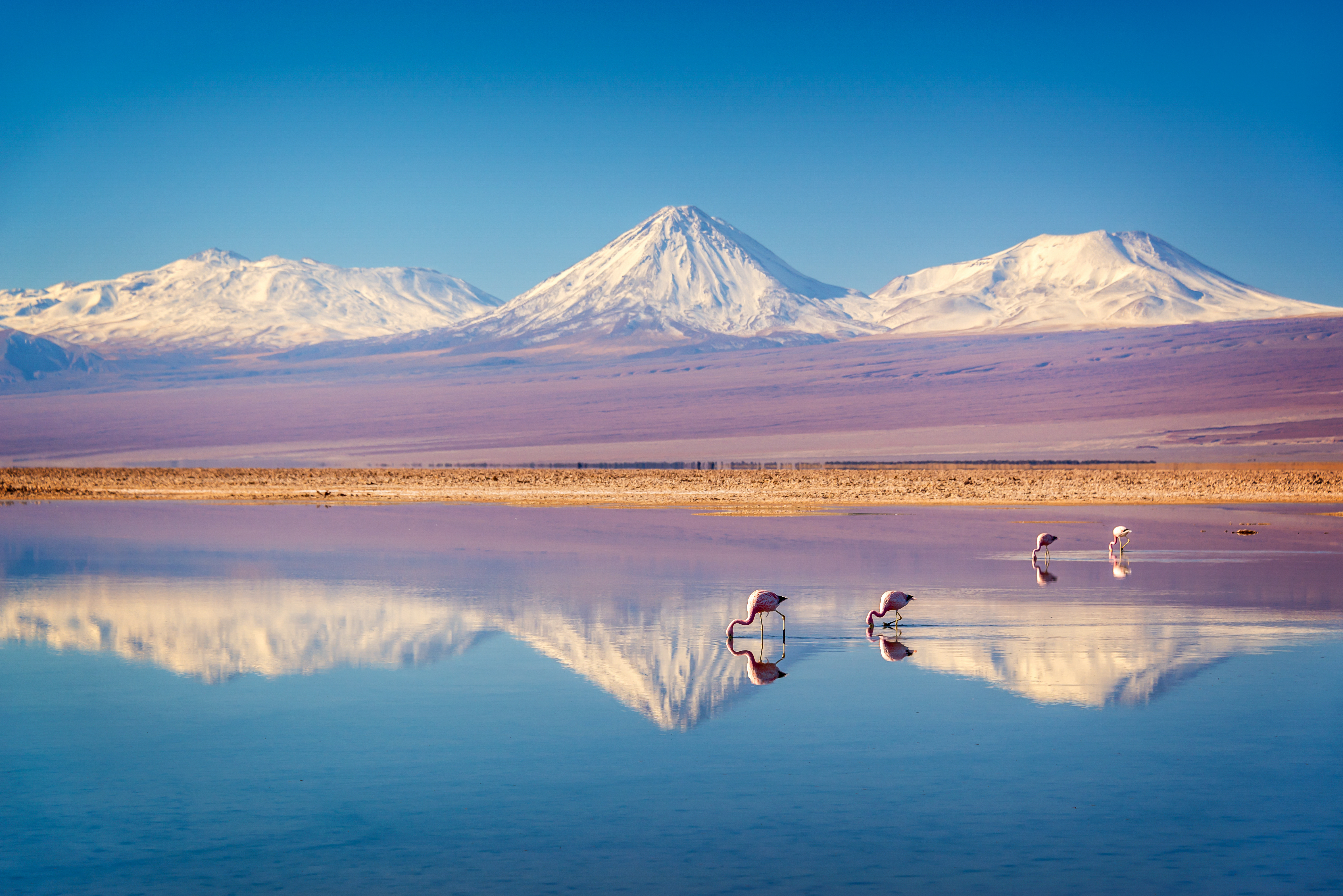 Pink flamingos wade in a shallow salt lake, with a volcano and mirrored sky reflecting across still water behind them.