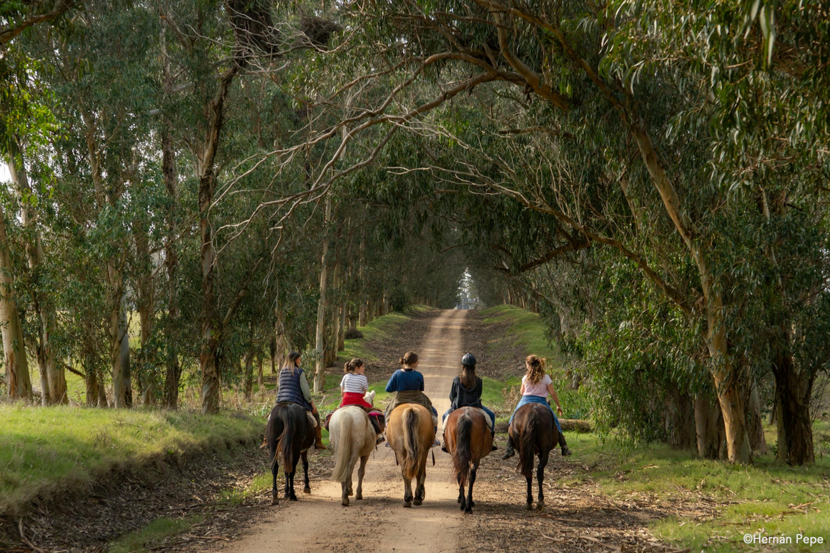 A line of riders on horseback moves through a shaded grove, following a sandy track between tall trees quietly along.