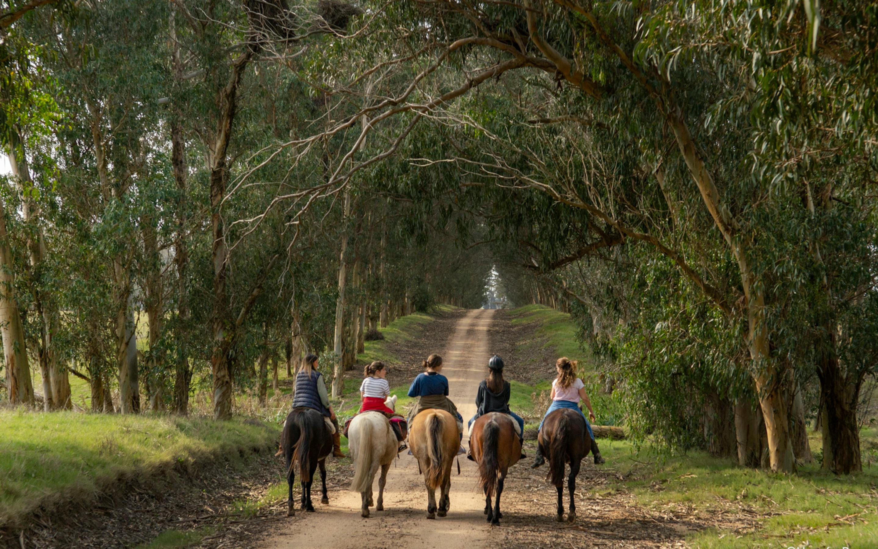 A line of riders on horseback moves through a shaded grove, following a sandy track between tall trees quietly along.