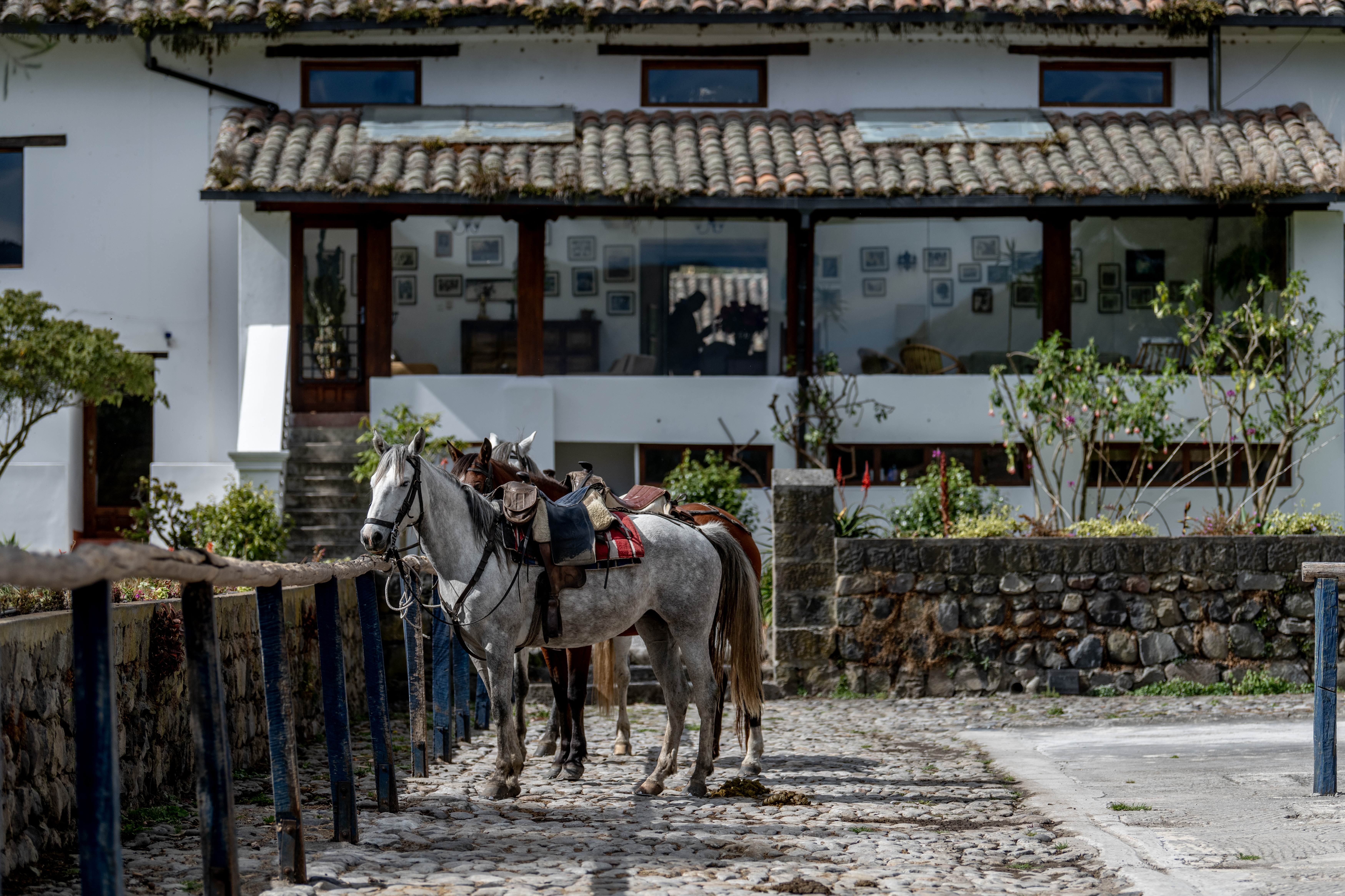 Two saddled horses stand on a cobblestone lane outside a white hacienda, their reins tied to a post in sunlight.