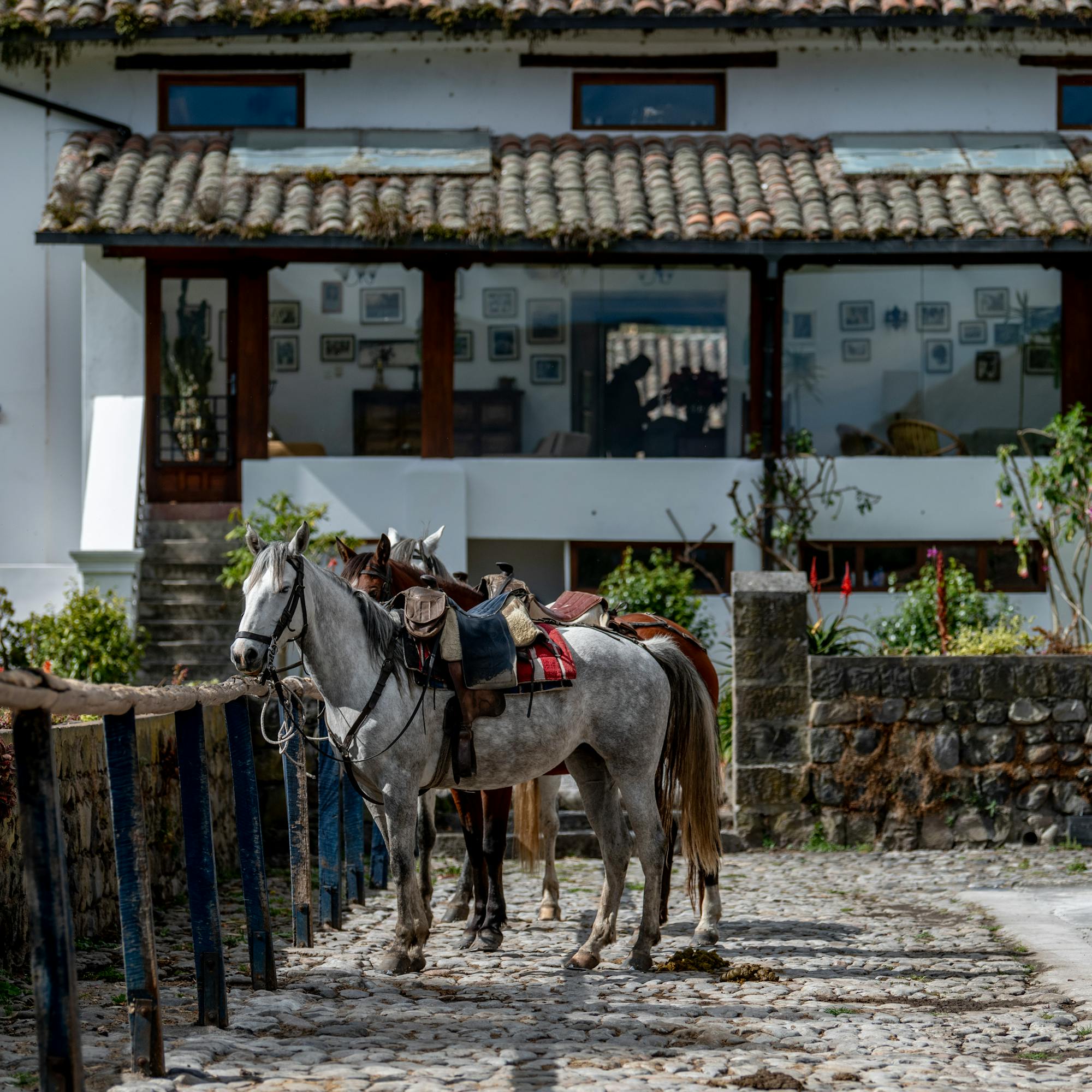 Two saddled horses stand on a cobblestone lane outside a white hacienda, their reins tied to a post in sunlight.