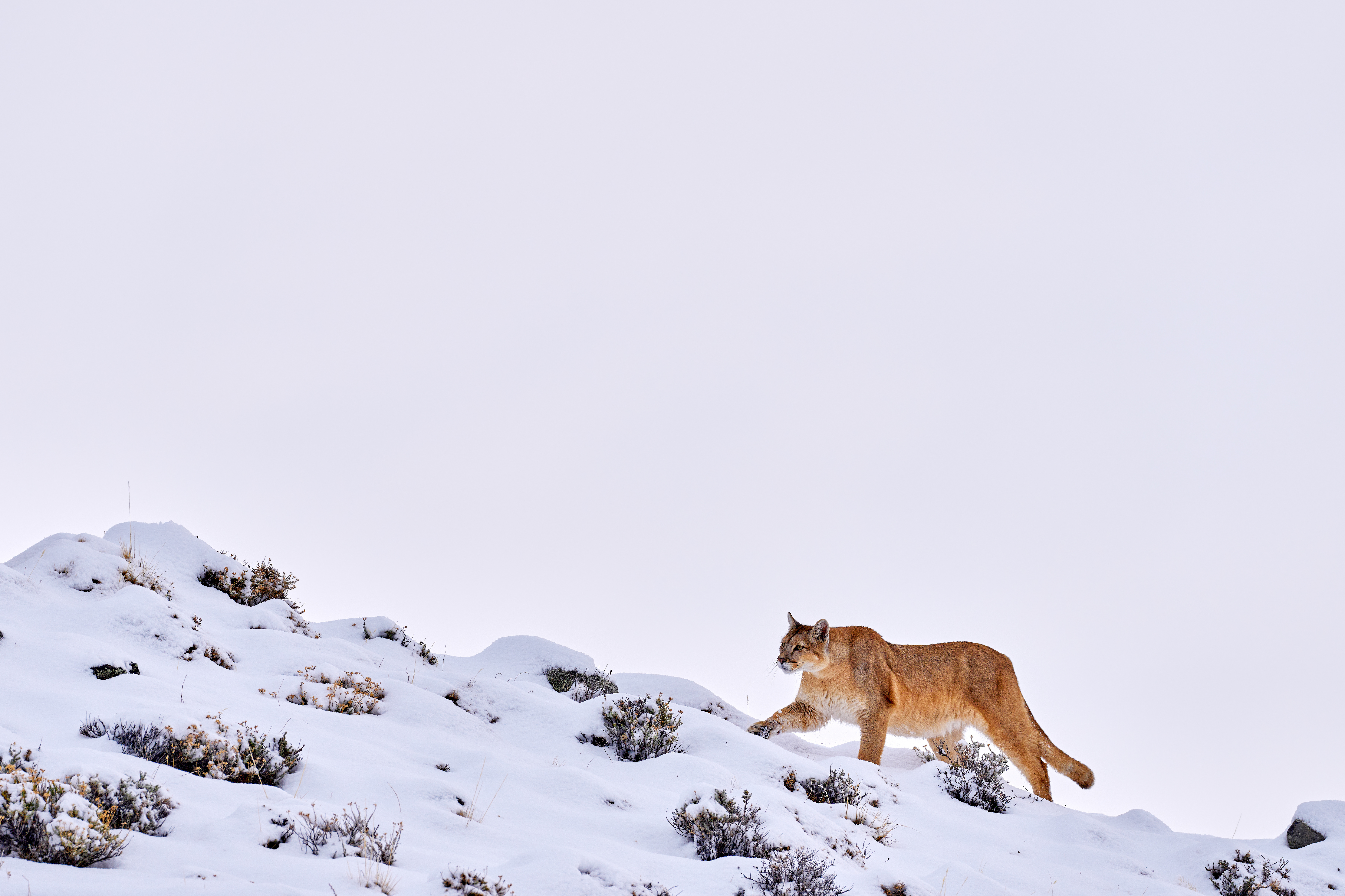 A puma pads across a snowy slope dotted with low shrubs, leaving faint tracks under a pale sky and distant peaks.