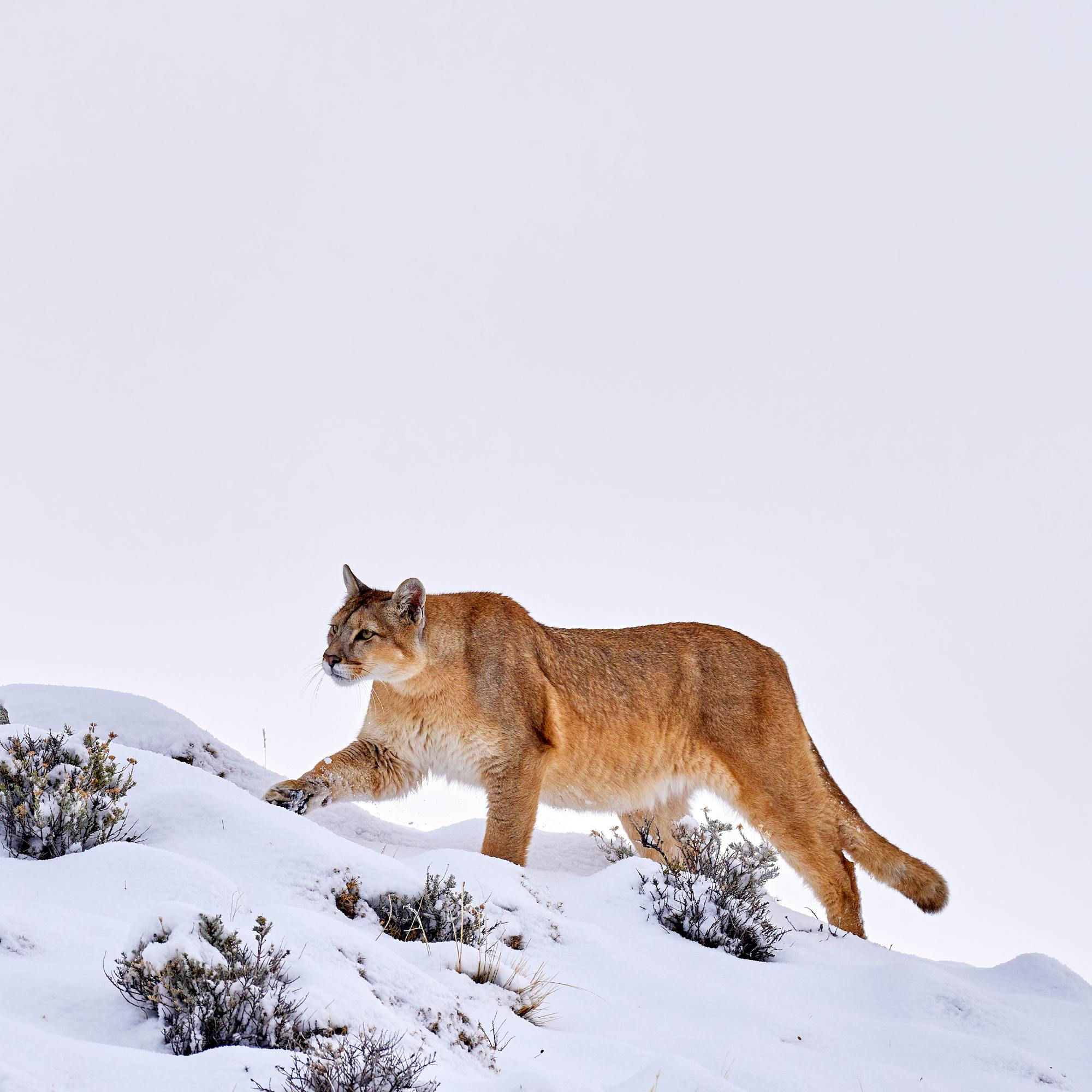 A puma pads across a snowy slope dotted with low shrubs, leaving faint tracks under a pale sky and distant peaks.