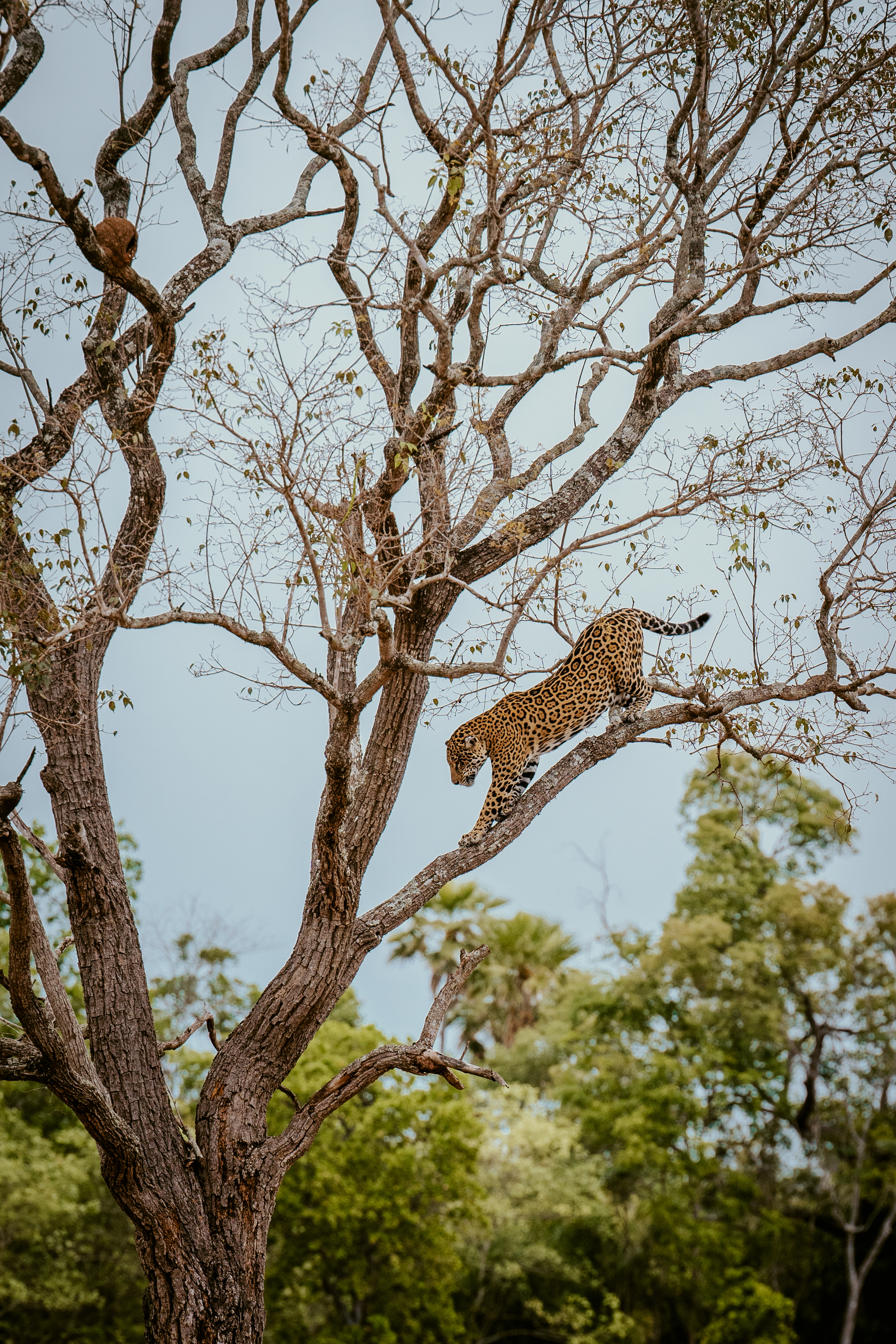 A spotted wild cat walks along a bare tree branch high above green foliage, silhouetted against a pale sky.