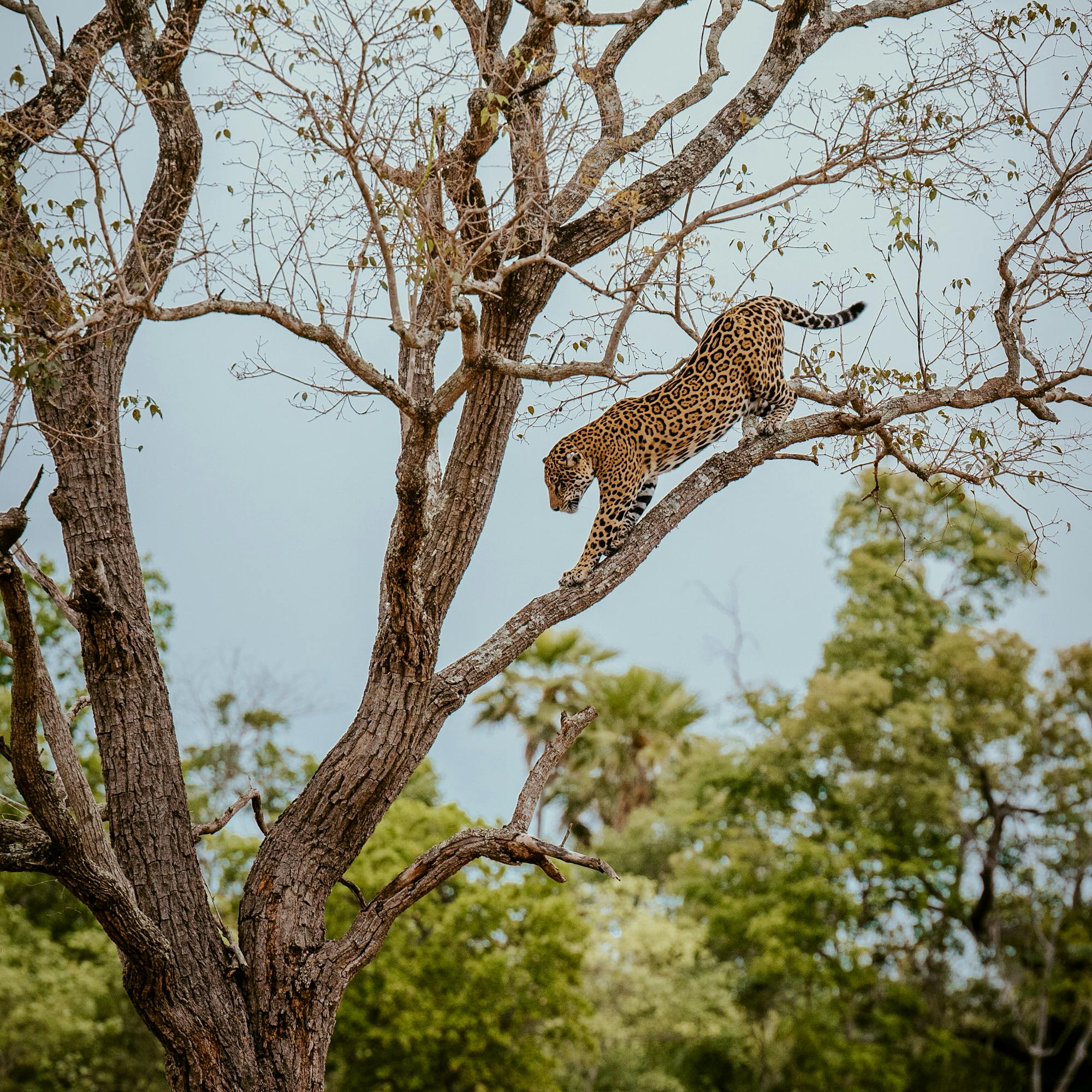 A spotted wild cat walks along a bare tree branch high above green foliage, silhouetted against a pale sky.