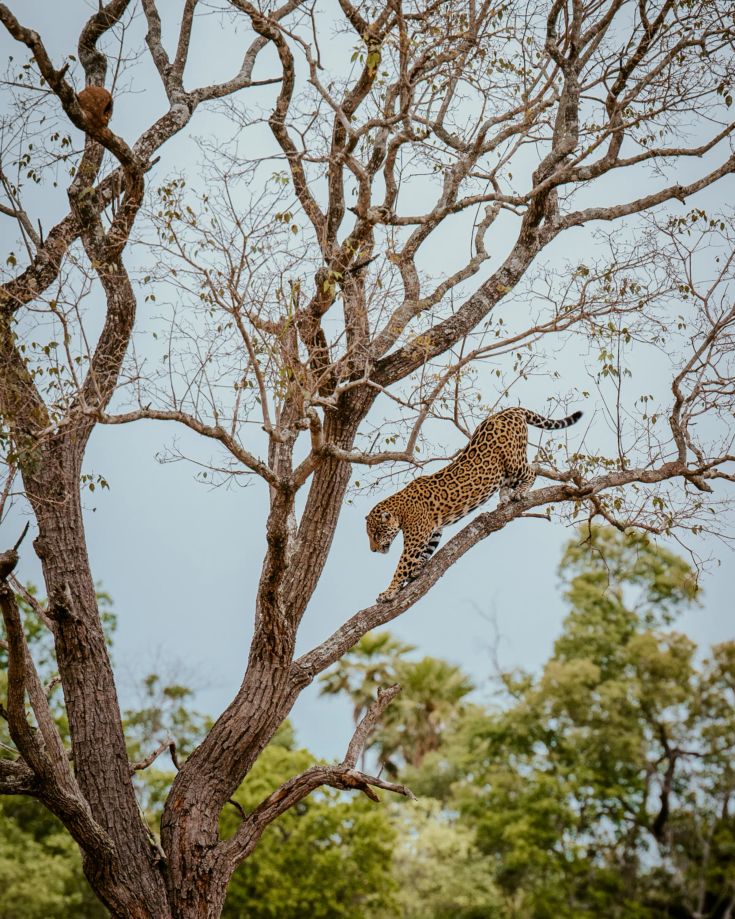 A spotted wild cat walks along a bare tree branch high above green foliage, silhouetted against a pale sky.