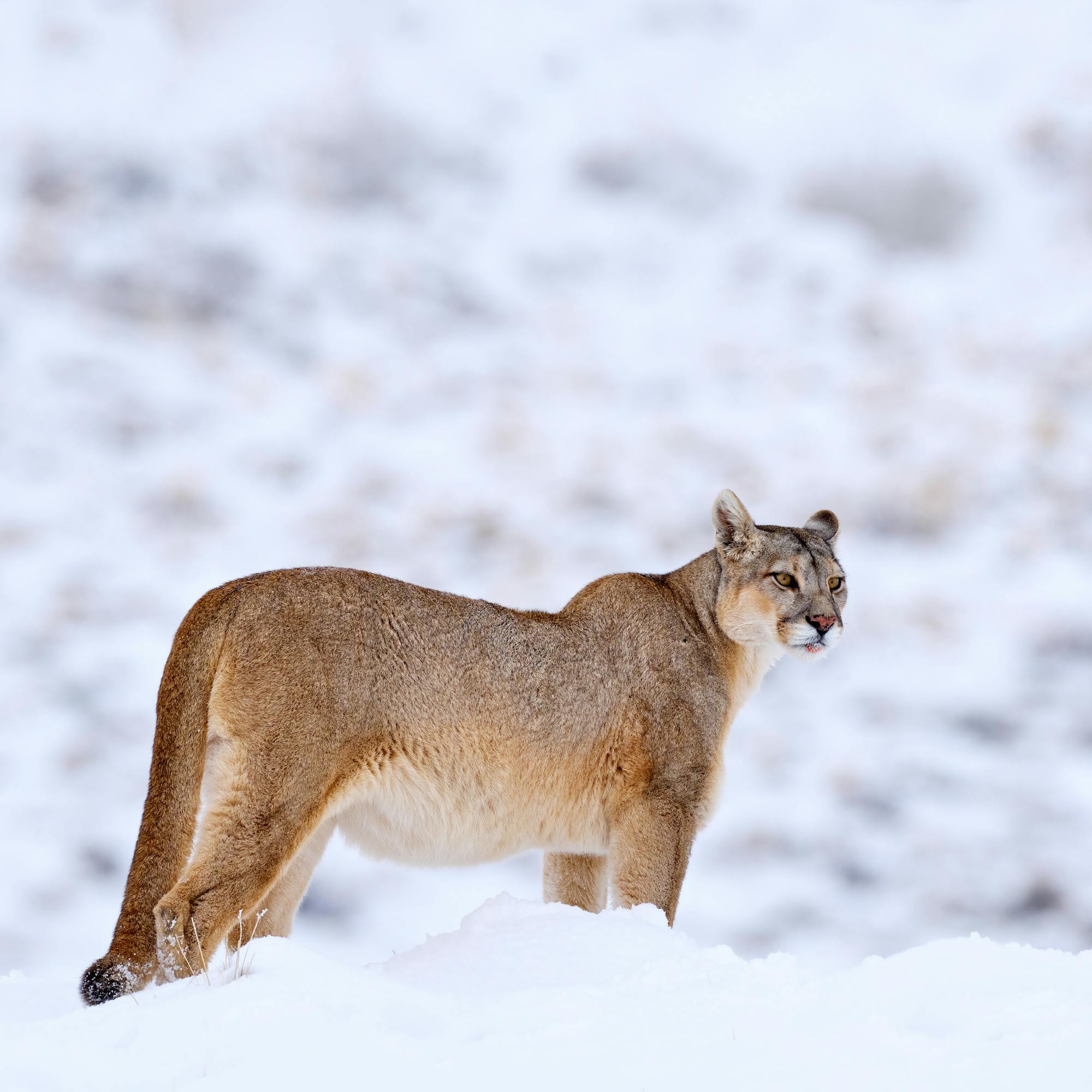 A puma stands on a snowy ridge, looking right with its mouth slightly open as blurred white hills fill the background.