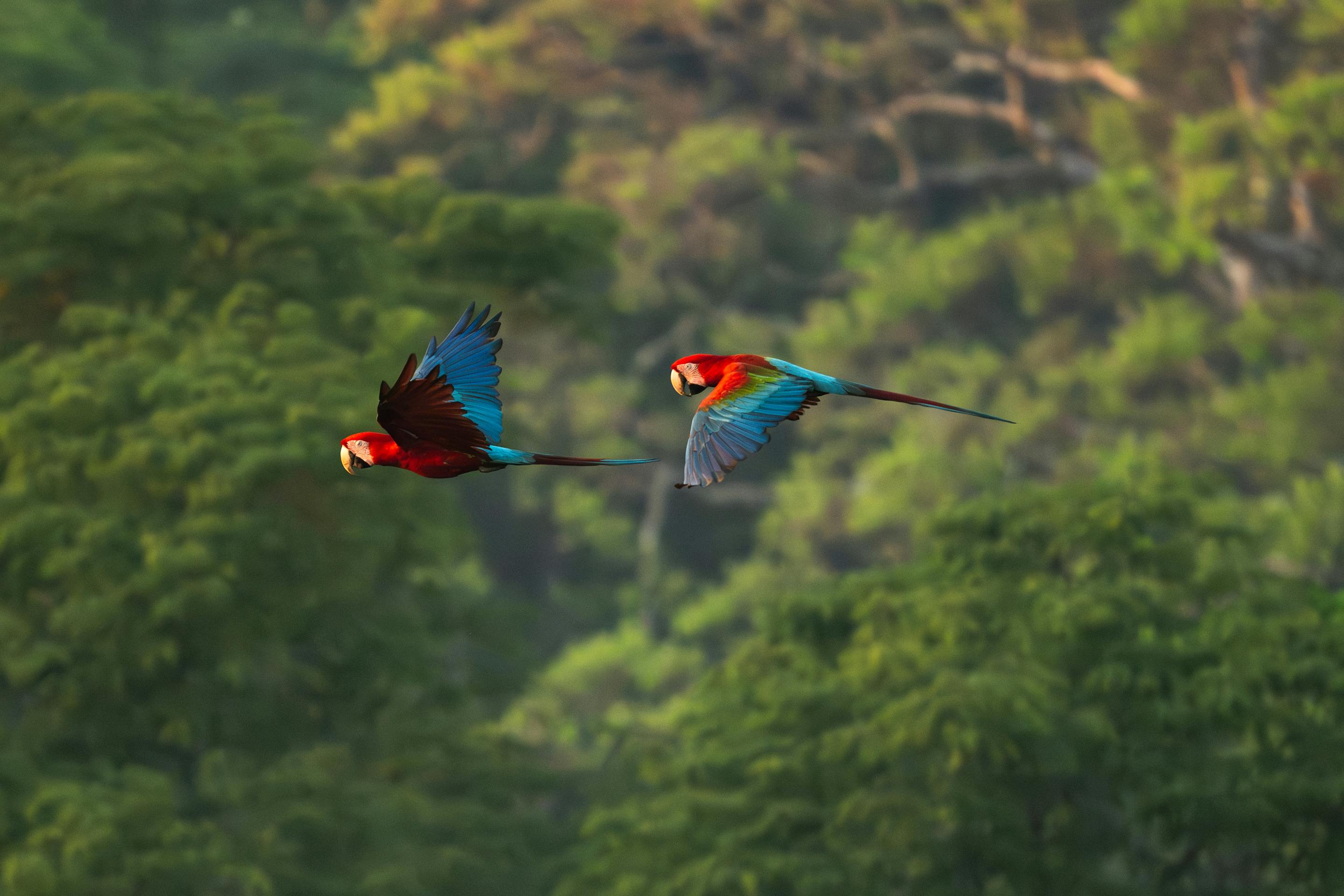 Two macaws fly over dense green forest, their red and blue wings bright against the soft, distant canopy below them.