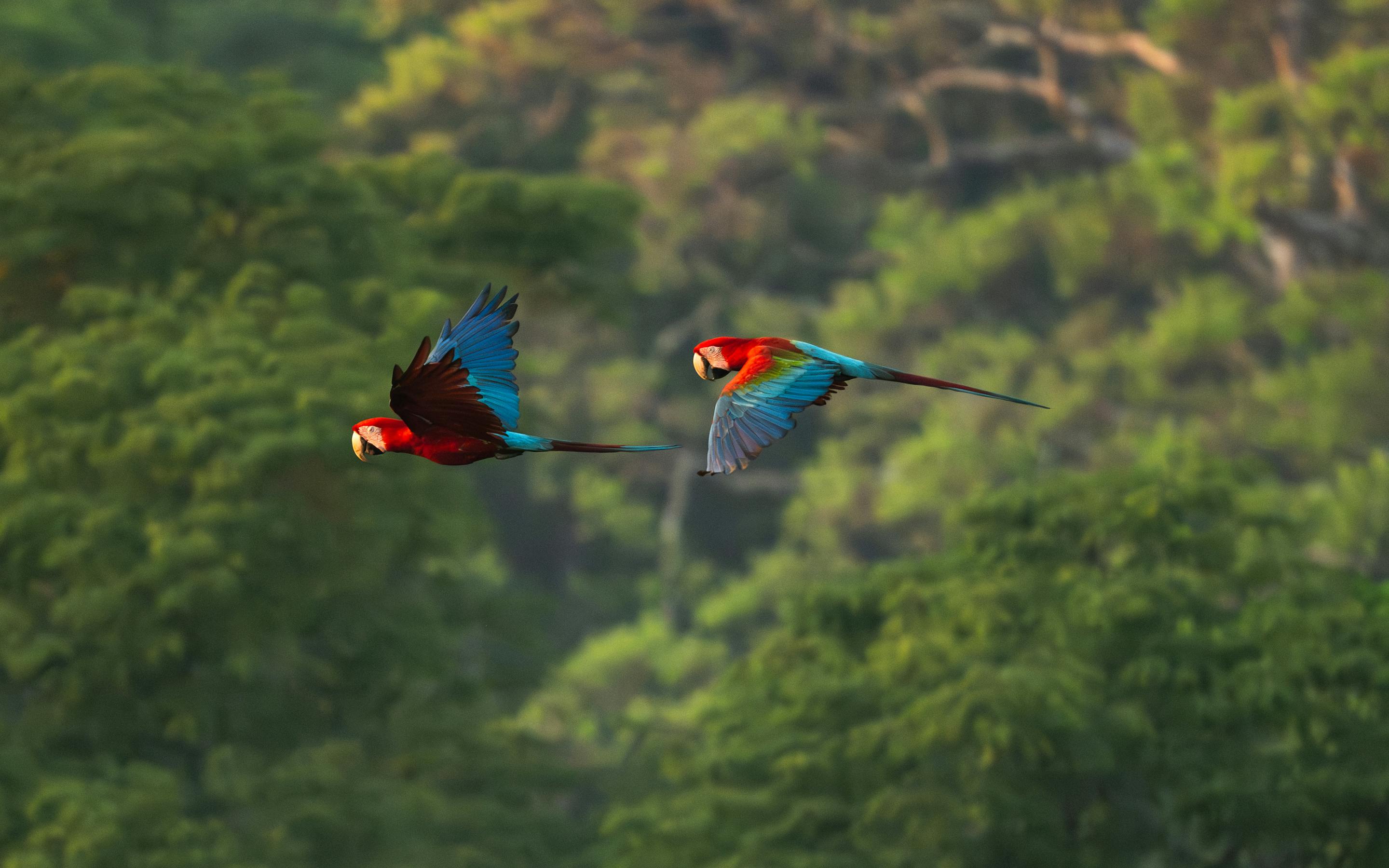 Two macaws fly over dense green forest, their red and blue wings bright against the soft, distant canopy below them.