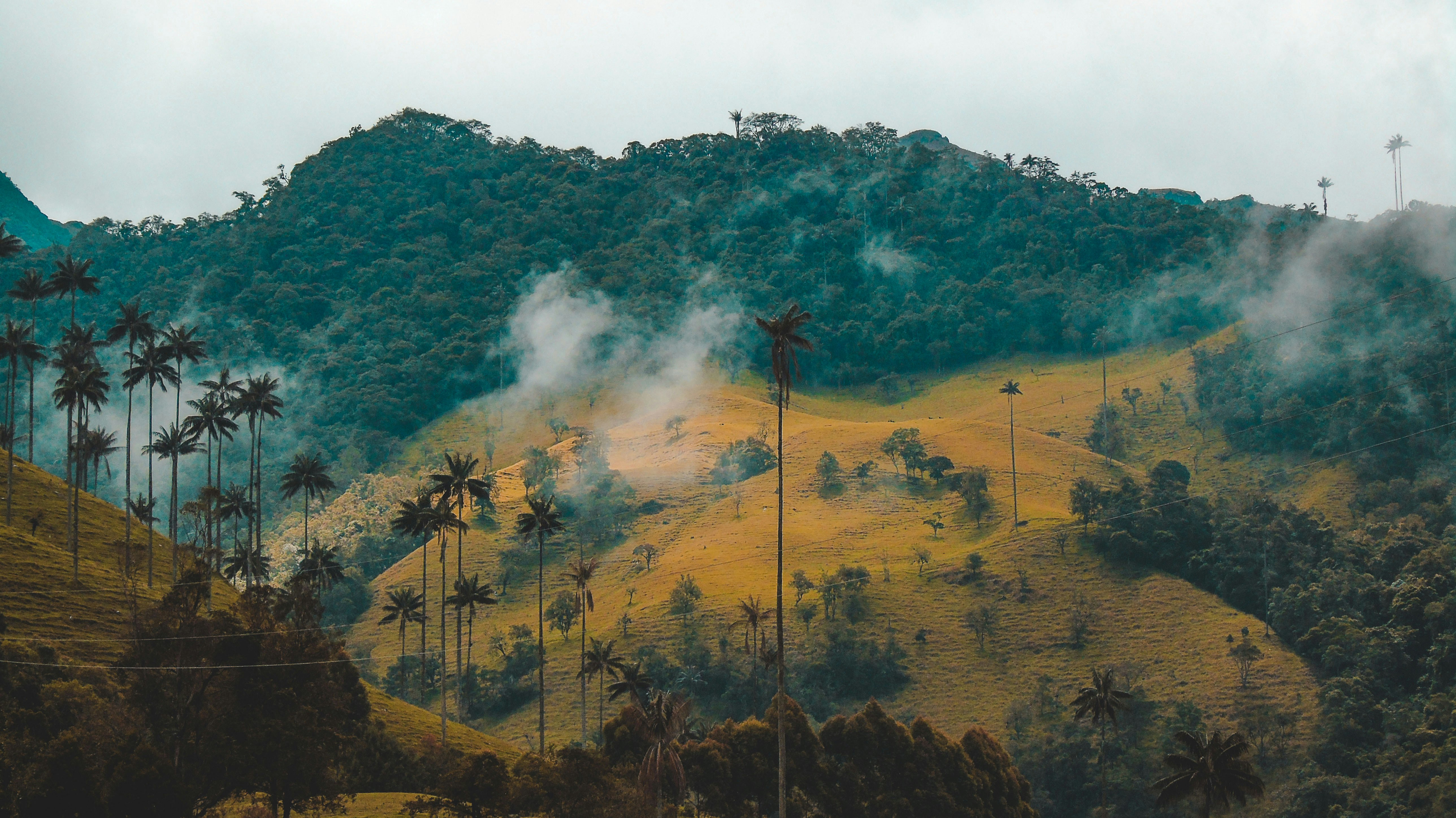 Misty hills roll across the landscape with tall palms scattered throughout, while wisps of cloud drift low in soft light.