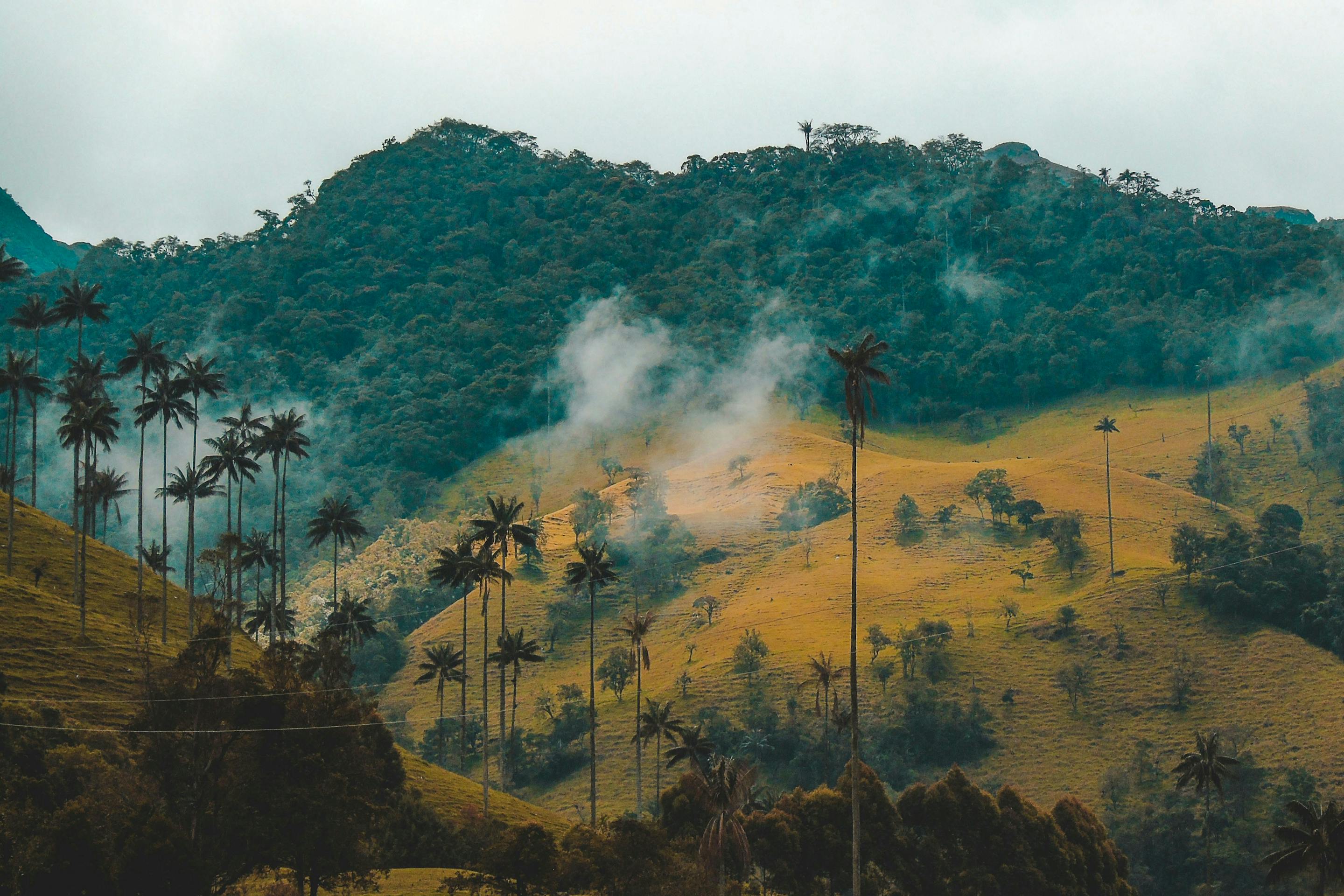 Misty hills roll across the landscape with tall palms scattered throughout, while wisps of cloud drift low in soft light.