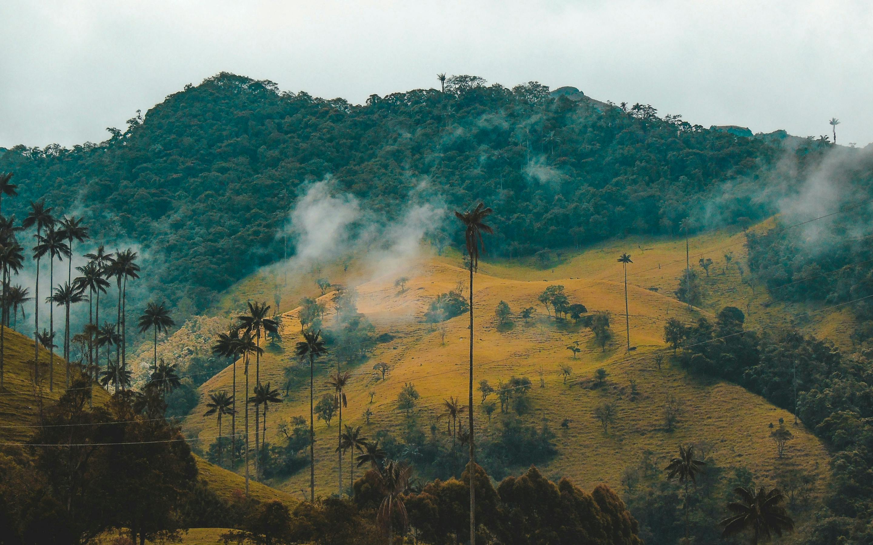 Misty hills roll across the landscape with tall palms scattered throughout, while wisps of cloud drift low in soft light.
