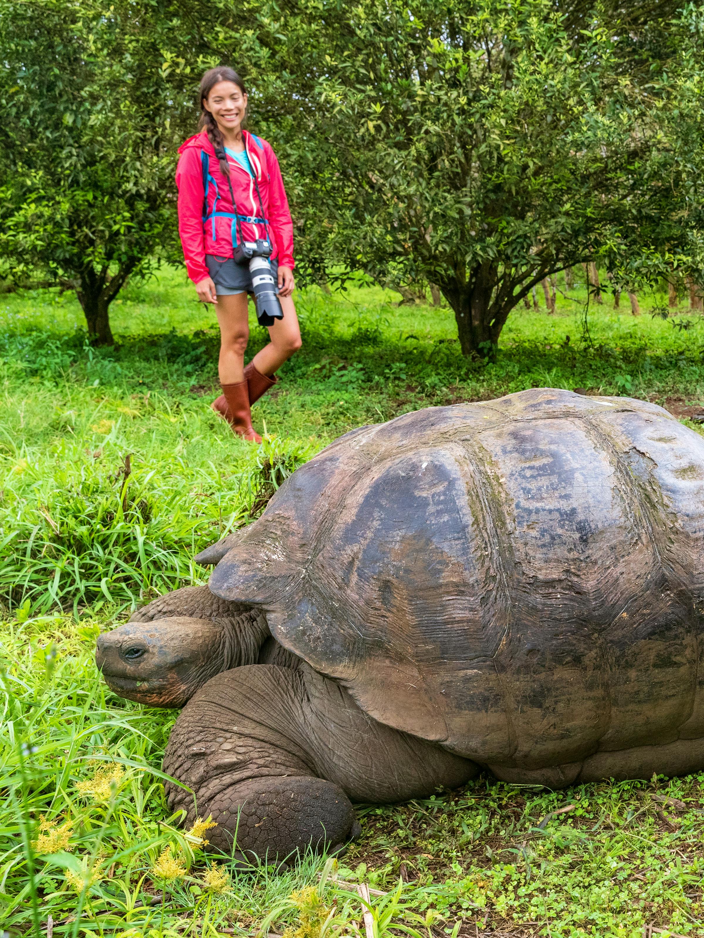 Giant tortoise walks through green grass while a visitor stands nearby, with trees and open sky in distance behind them.