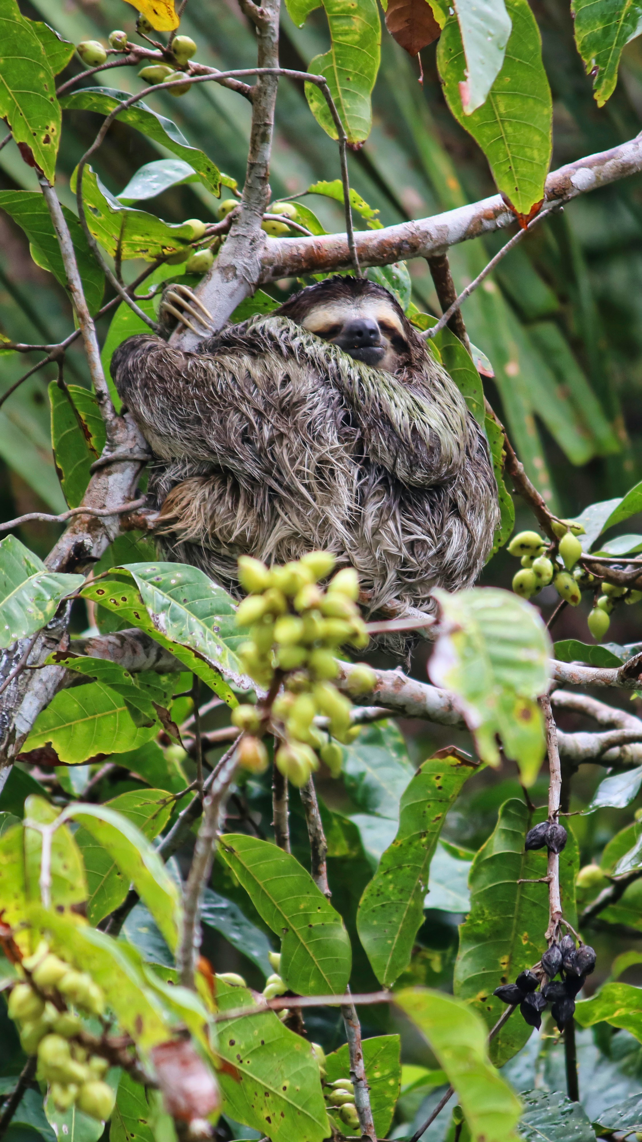 A sloth clings to a tree branch among thick green leaves, its face peeking through the rainforest canopy nearby close.
