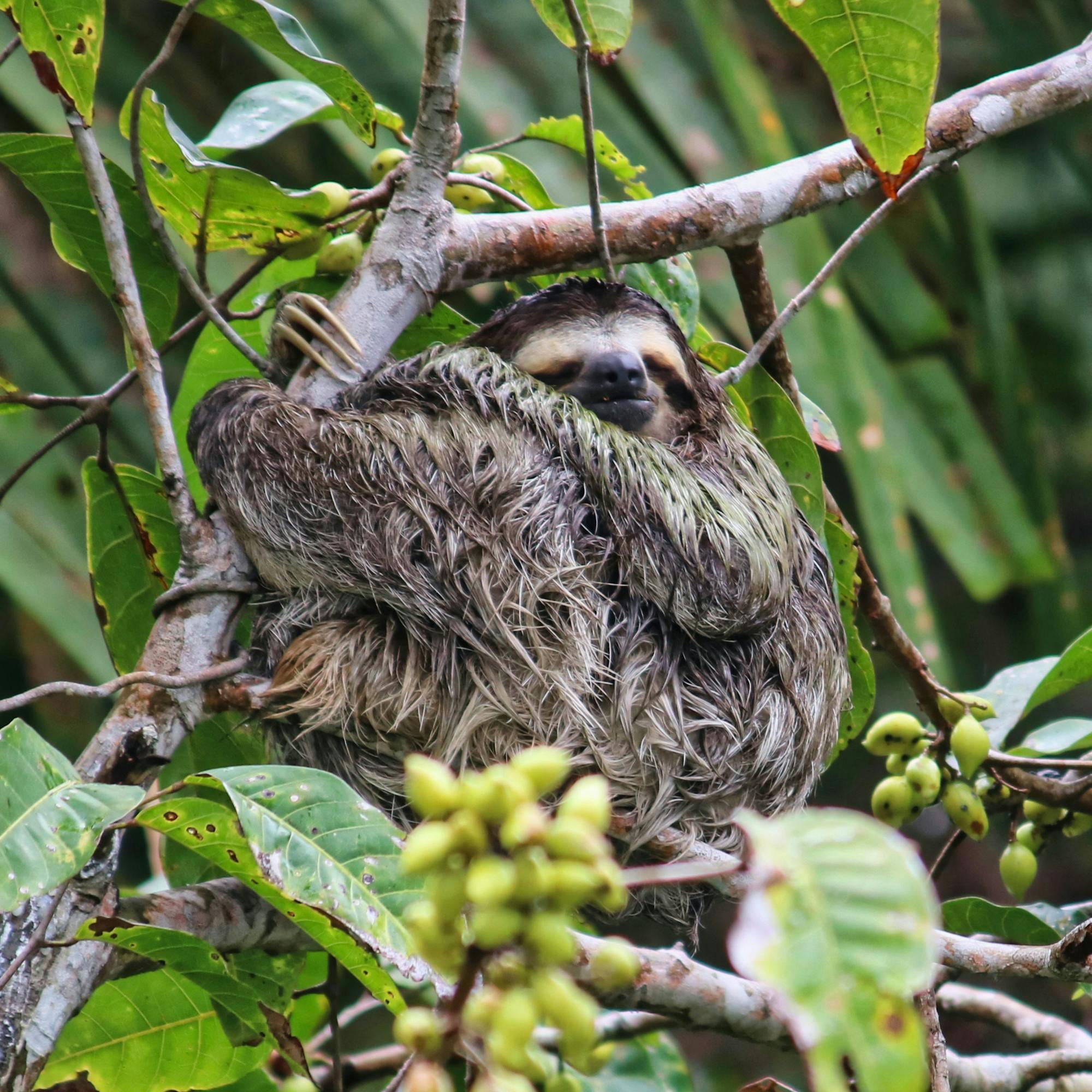 A sloth clings to a tree branch among thick green leaves, its face peeking through the rainforest canopy nearby close.