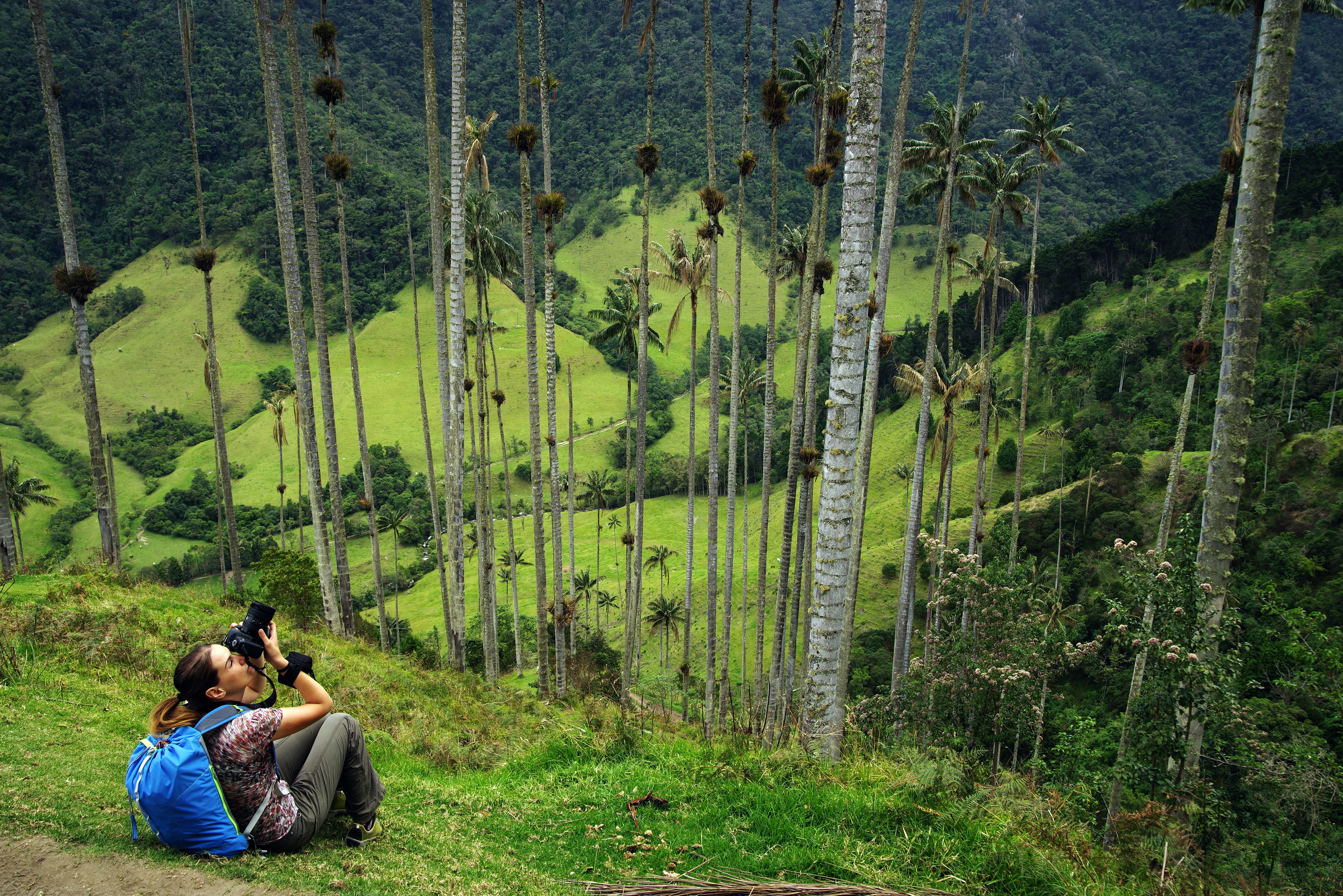 Person sits on a grassy hillside facing a valley of tall wax palms, with layered green slopes rising behind them.