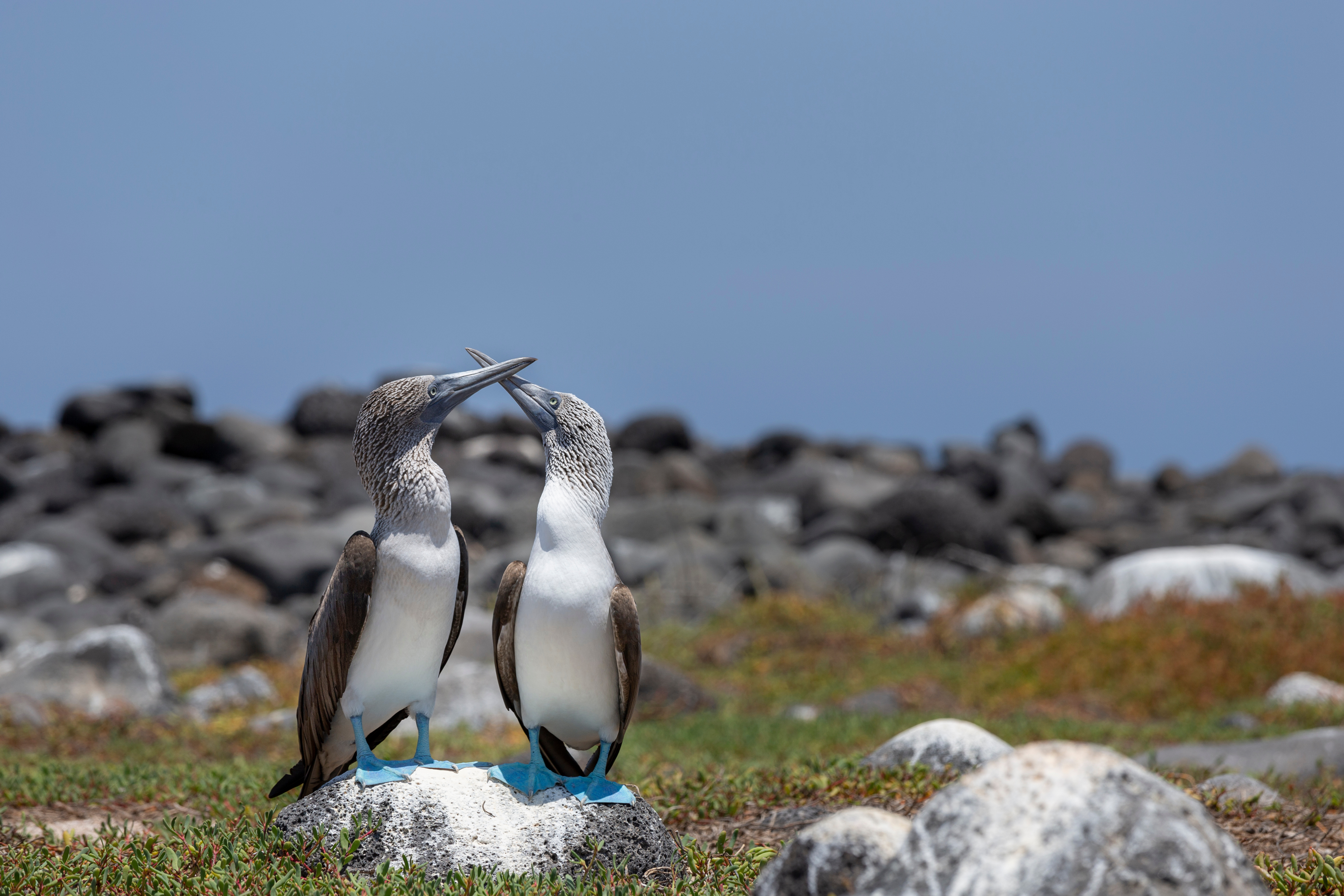 Two blue-footed boobies touch beaks on a white rock, their bright blue feet vivid against dark lava stones.