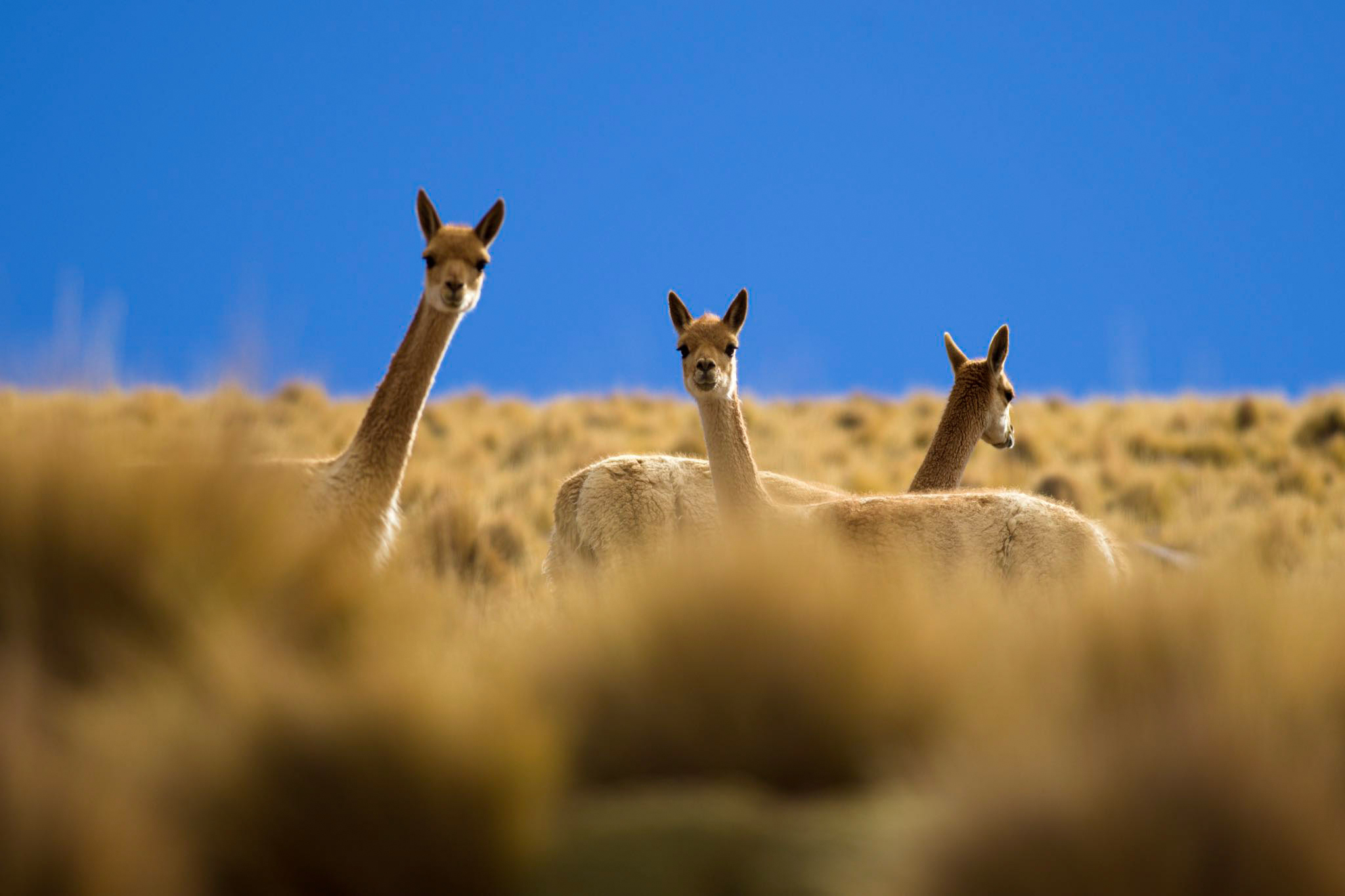 Three vicuñas stand in tall grass against a clear blue sky, their heads raised above sunlit tufts all around them.