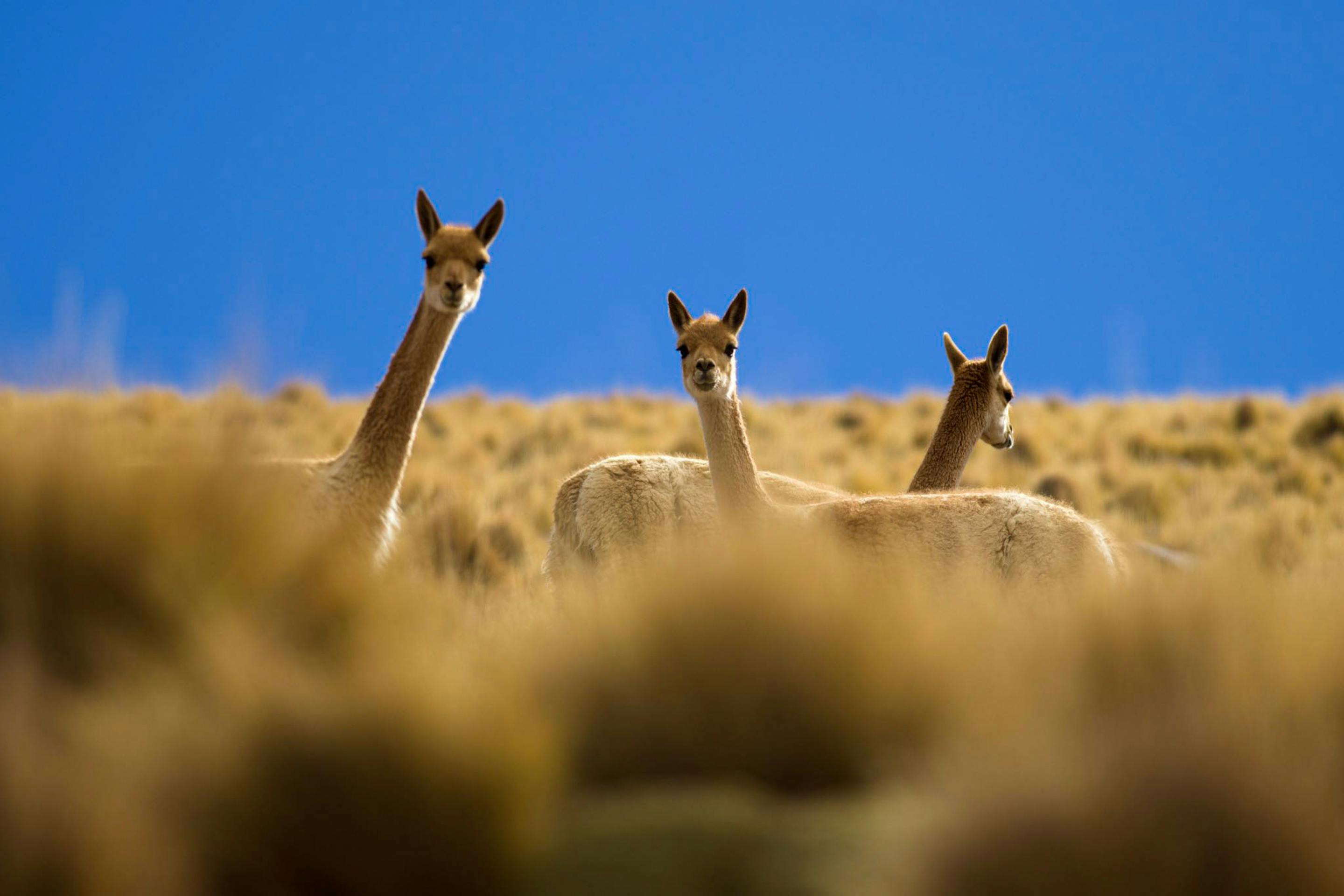 Three vicuñas stand in tall grass against a clear blue sky, their heads raised above sunlit tufts all around them.