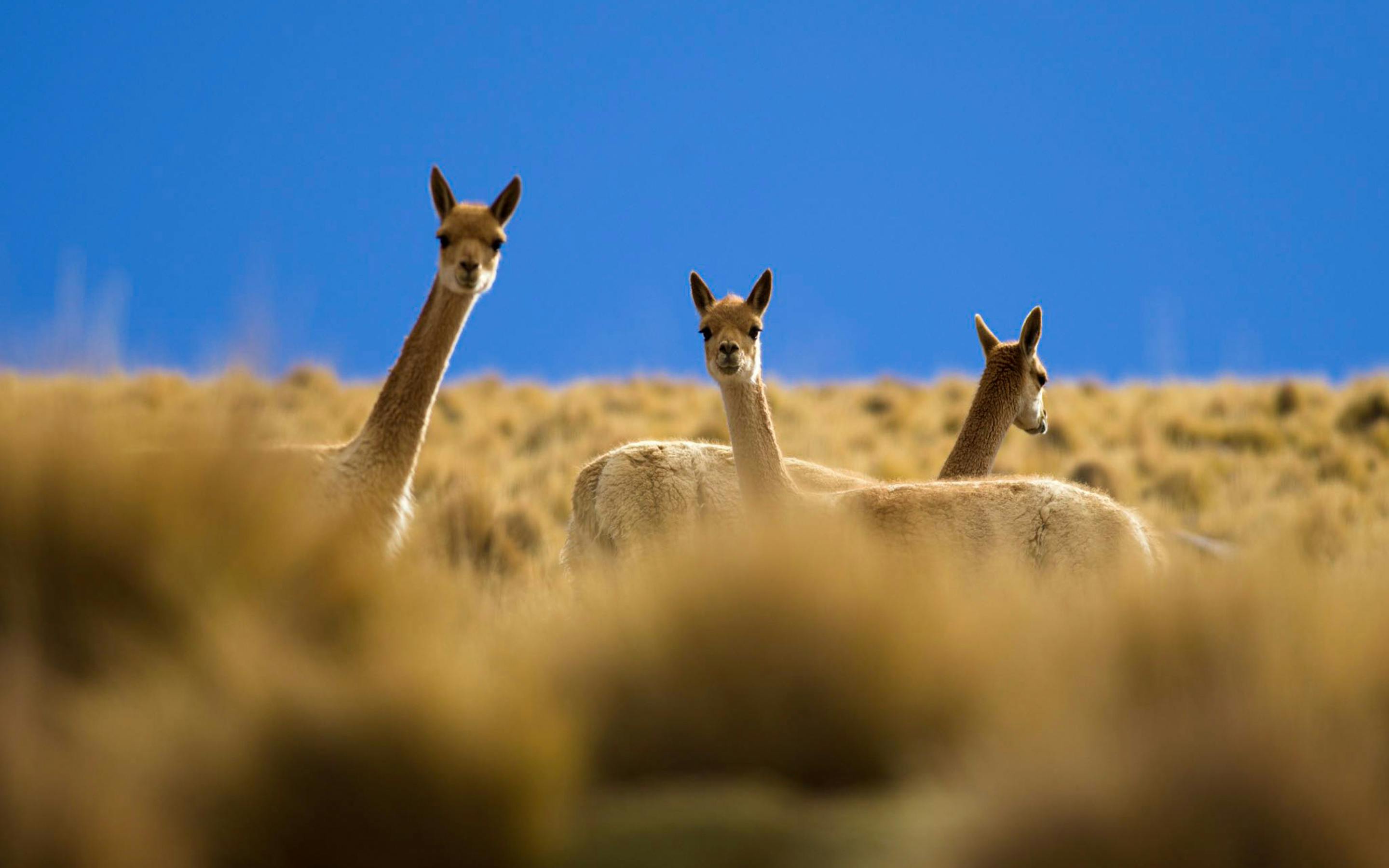 Three vicuñas stand in tall grass against a clear blue sky, their heads raised above sunlit tufts all around them.