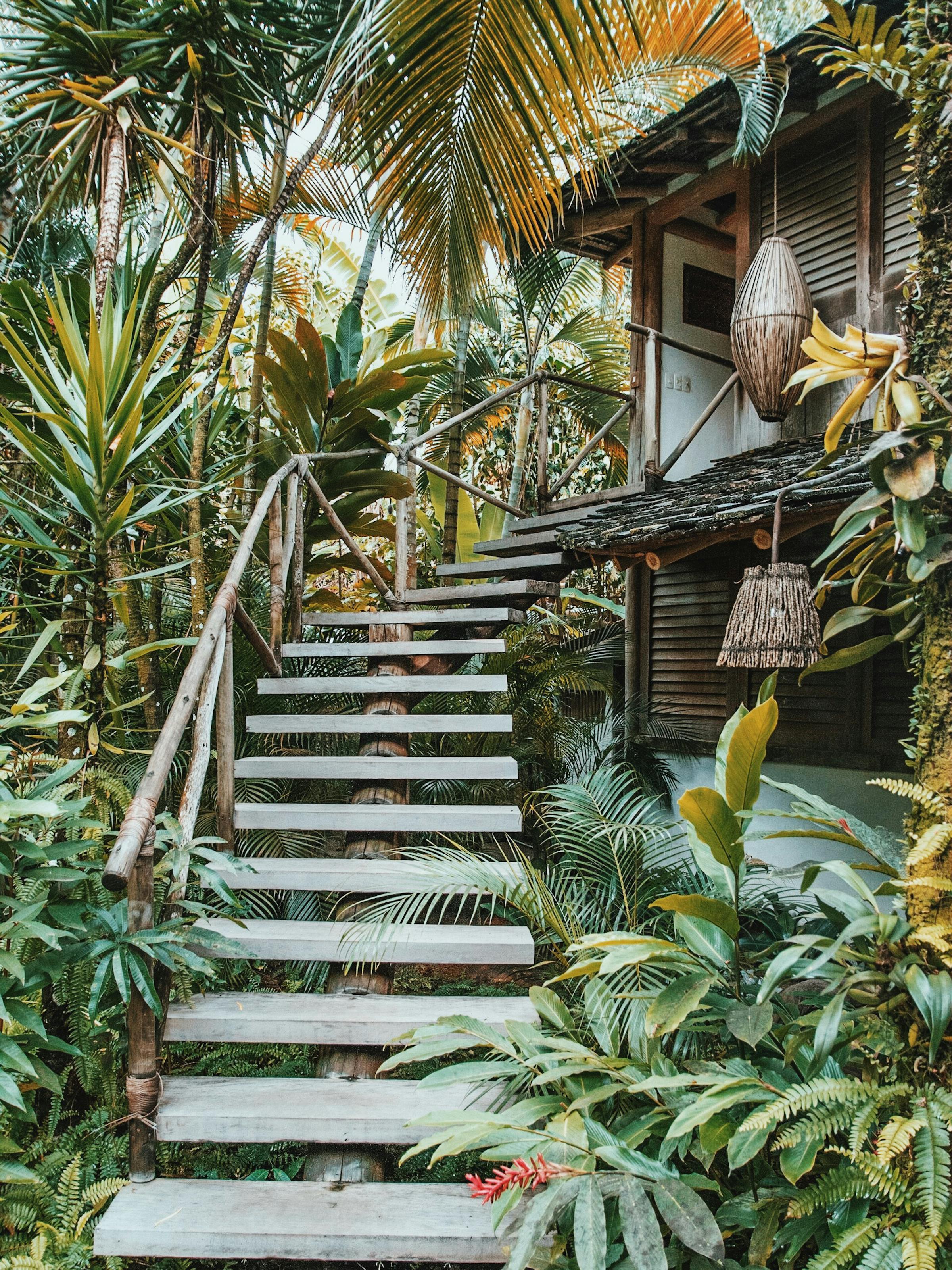 Stone steps climb through lush tropical plants toward a wooden doorway, with ferns and palms crowding the path ahead closely.