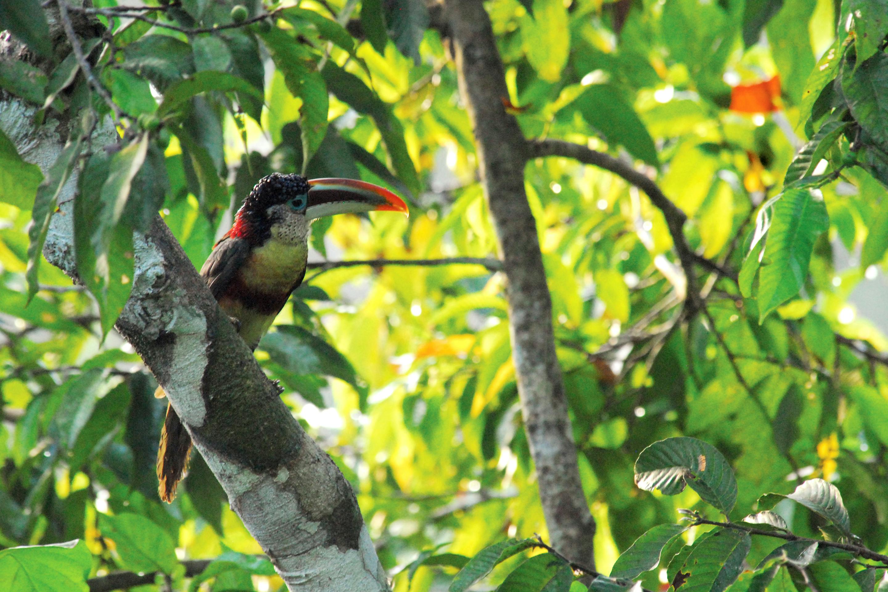 Toucan perches on a branch amid lush green leaves, its colorful beak catching dappled light in rainforest canopy above closely.