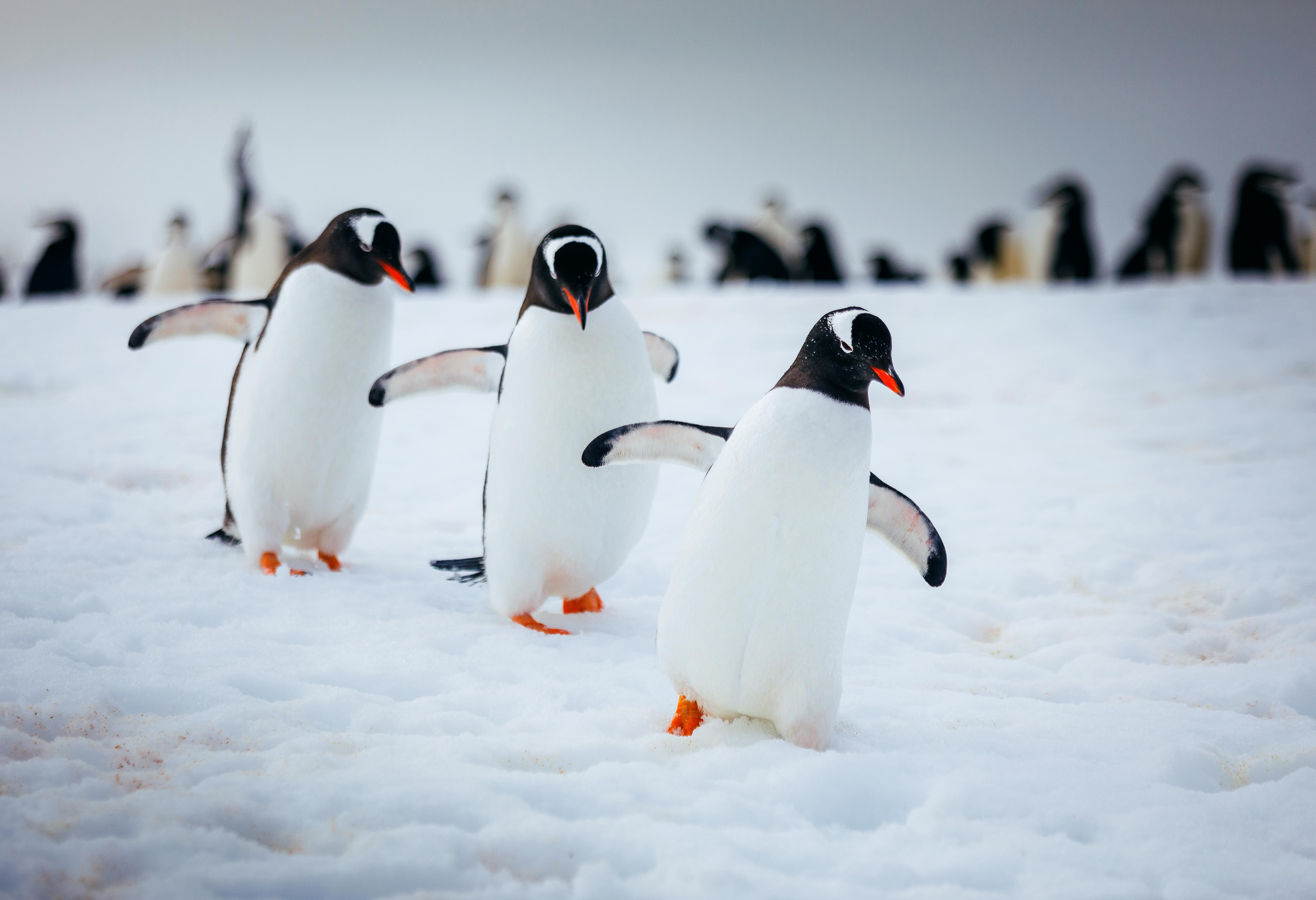Several penguins waddle across a snowy plain, their black-and-white bodies standing out against the soft horizon nearby in cold wind.