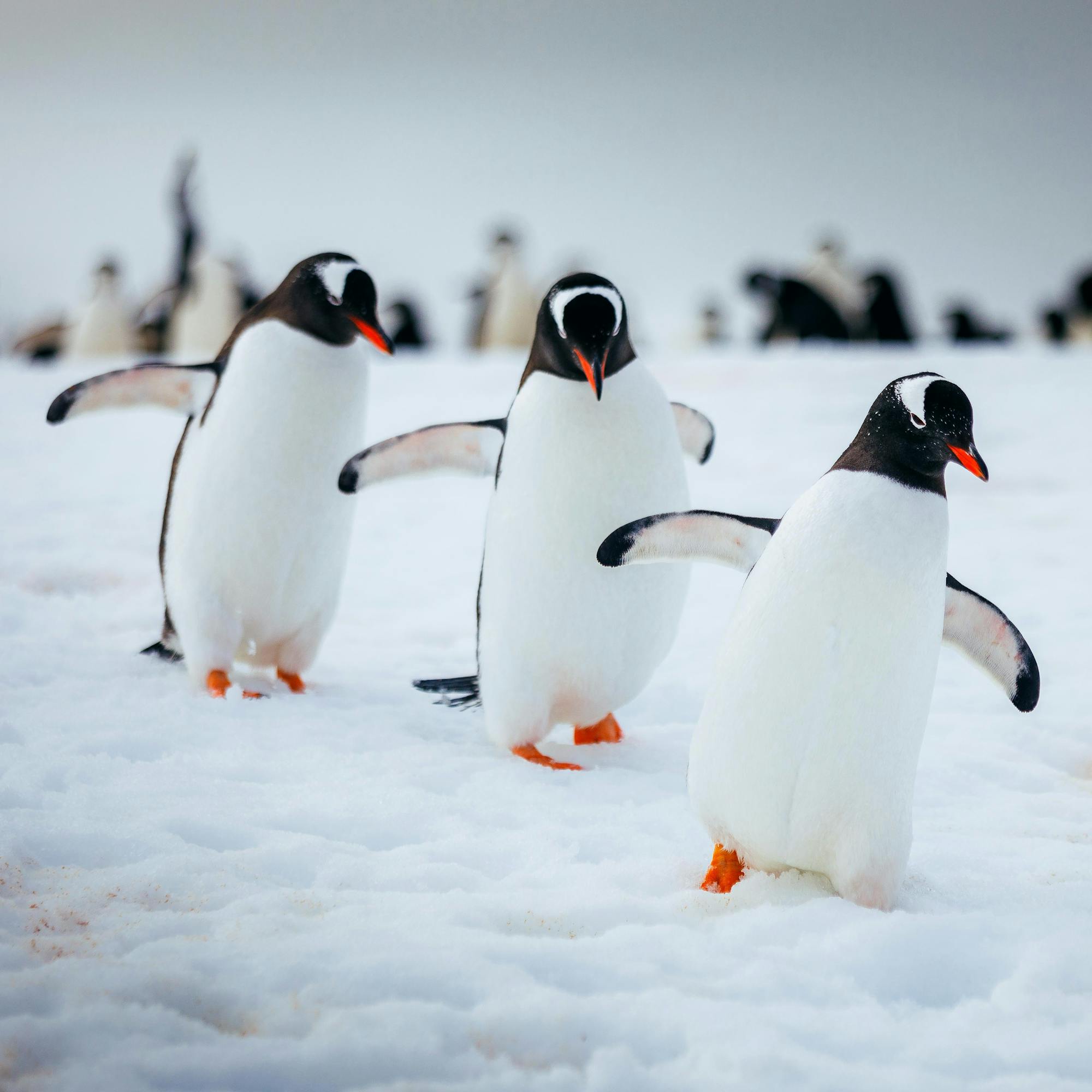 Several penguins waddle across a snowy plain, their black-and-white bodies standing out against the soft horizon nearby in cold wind.