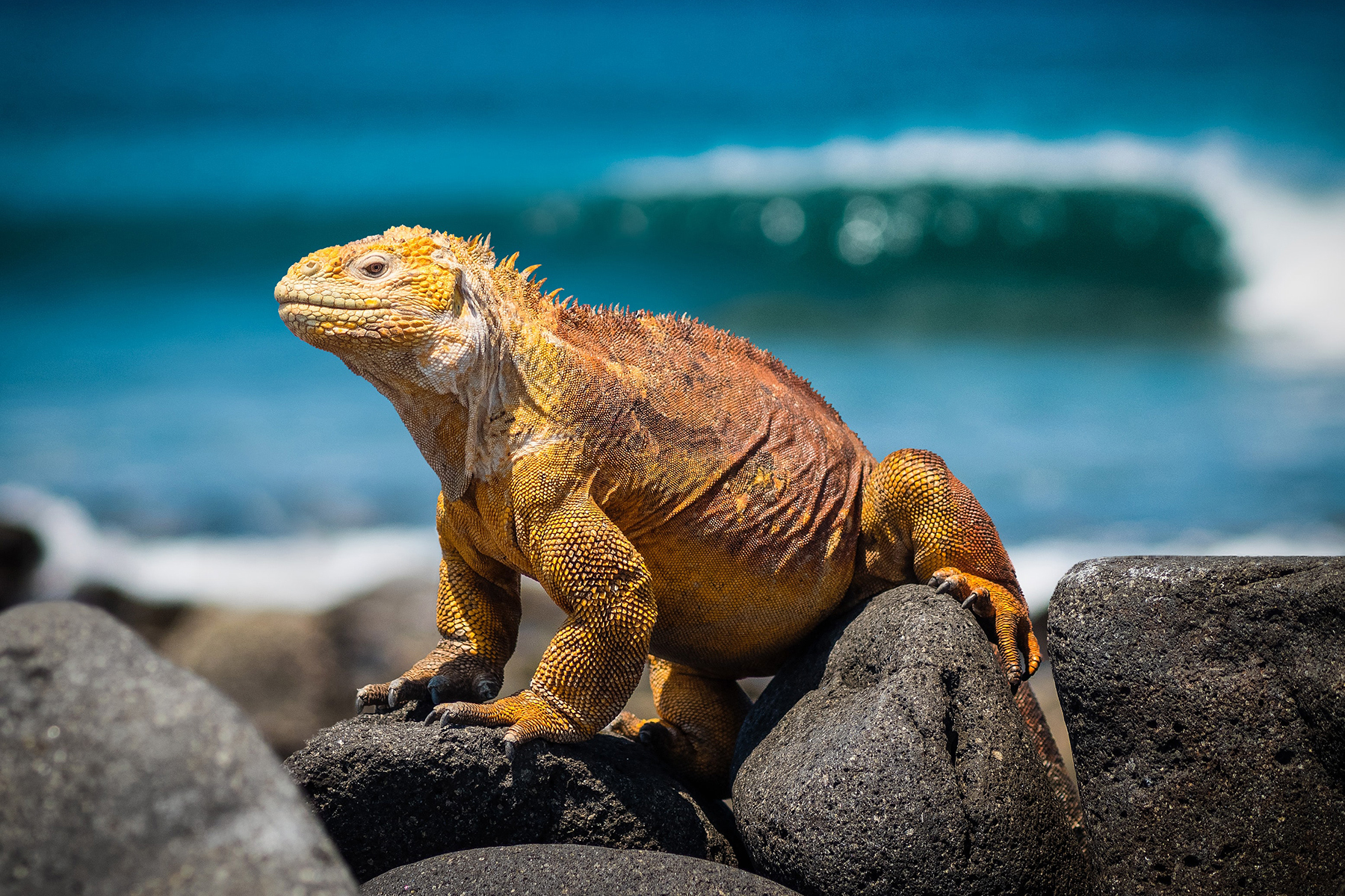 Large iguana rests on dark volcanic rocks near the shoreline, its orange scales lit by warm sunlight and waves break behind.