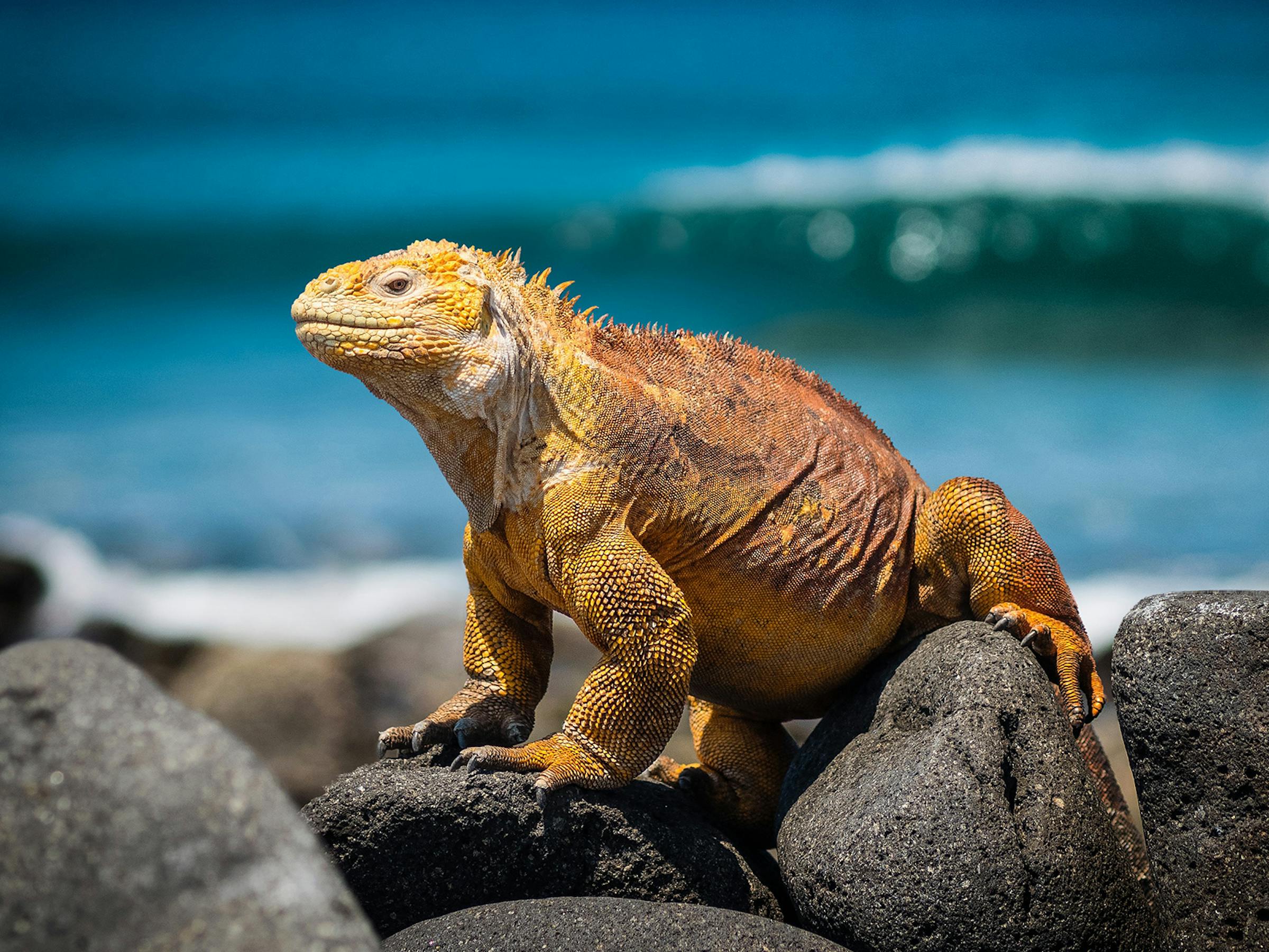 Large iguana rests on dark volcanic rocks near the shoreline, its orange scales lit by warm sunlight and waves break behind.