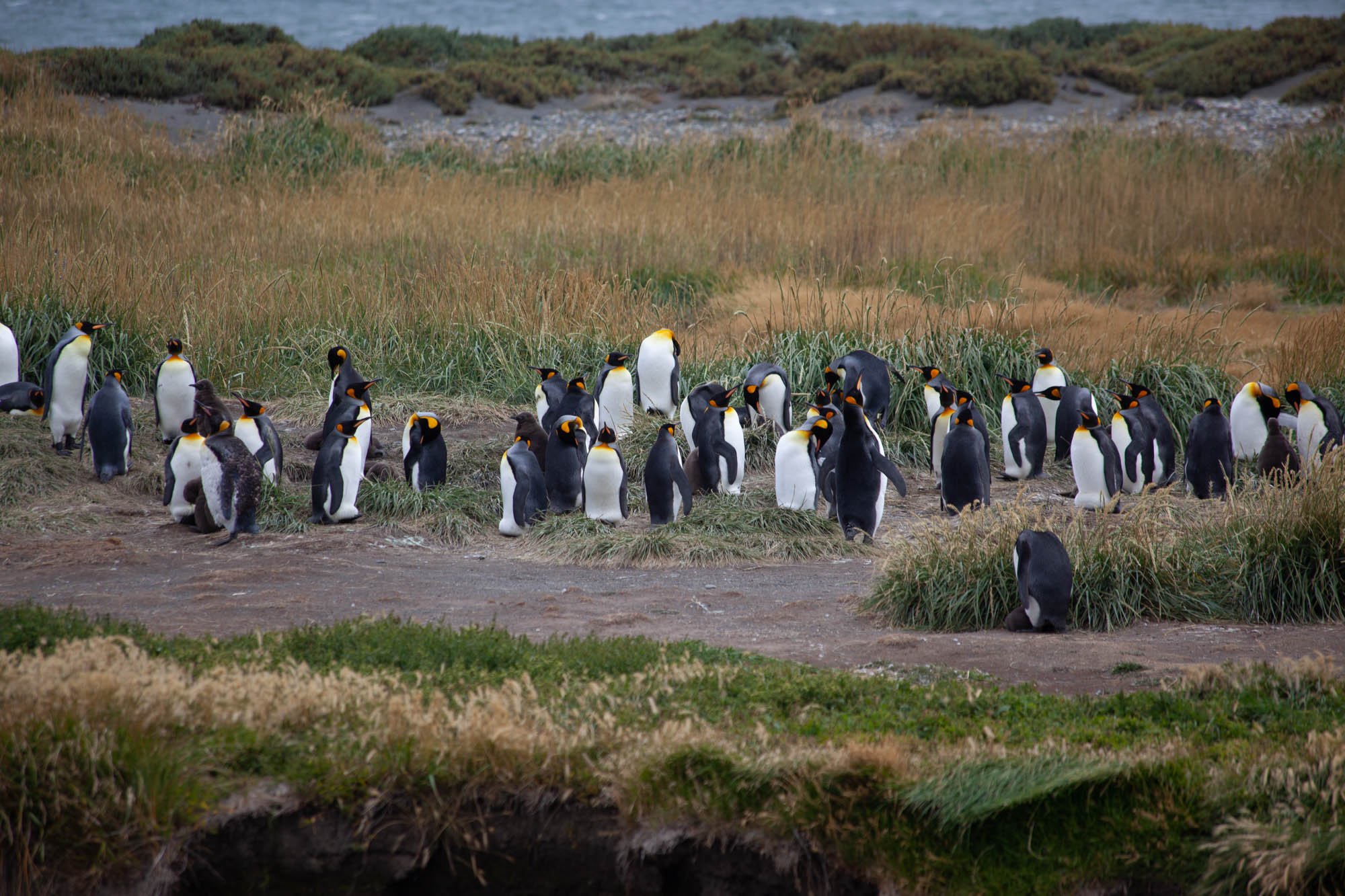 A large group of king penguins gathers on a grassy shore, with chicks and adults clustered across the scene.