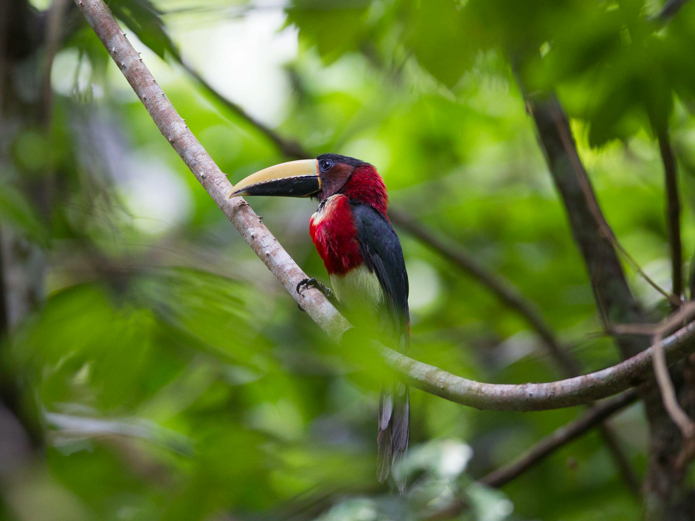 Small red-and-black bird perches on a thin branch among bright leaves, with soft green blur in background behind it.