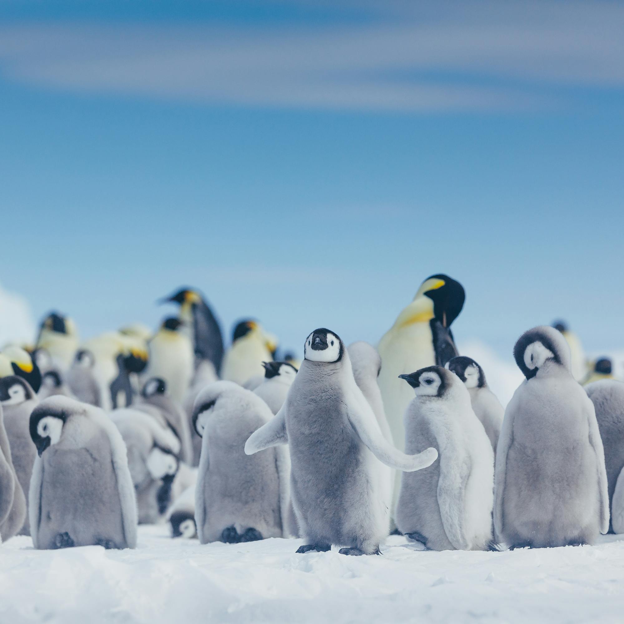 Emperor penguins cluster on snow, with gray chicks among adults and a bright blue sky above them in clear weather.