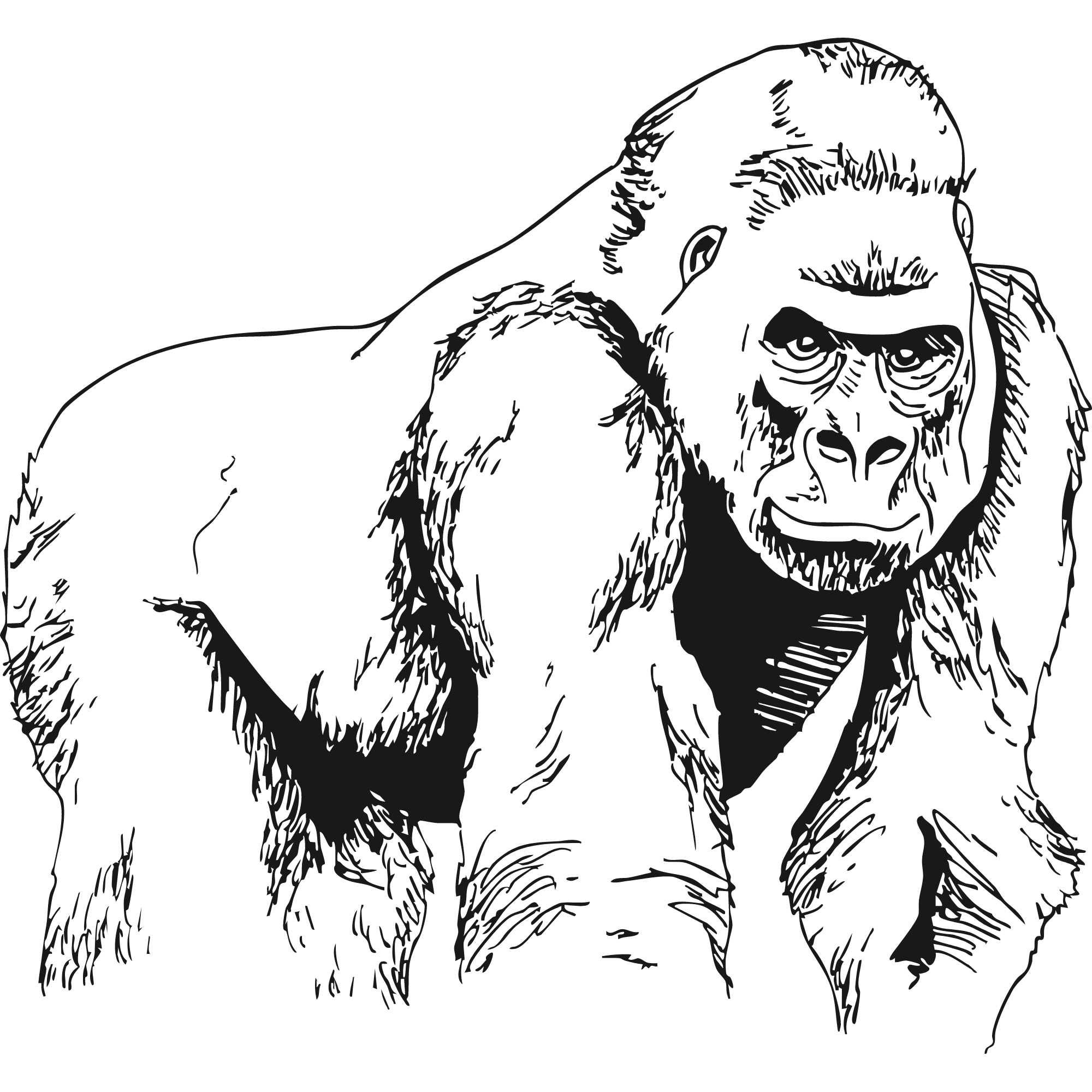 Sketch of an Eastern gorilla.