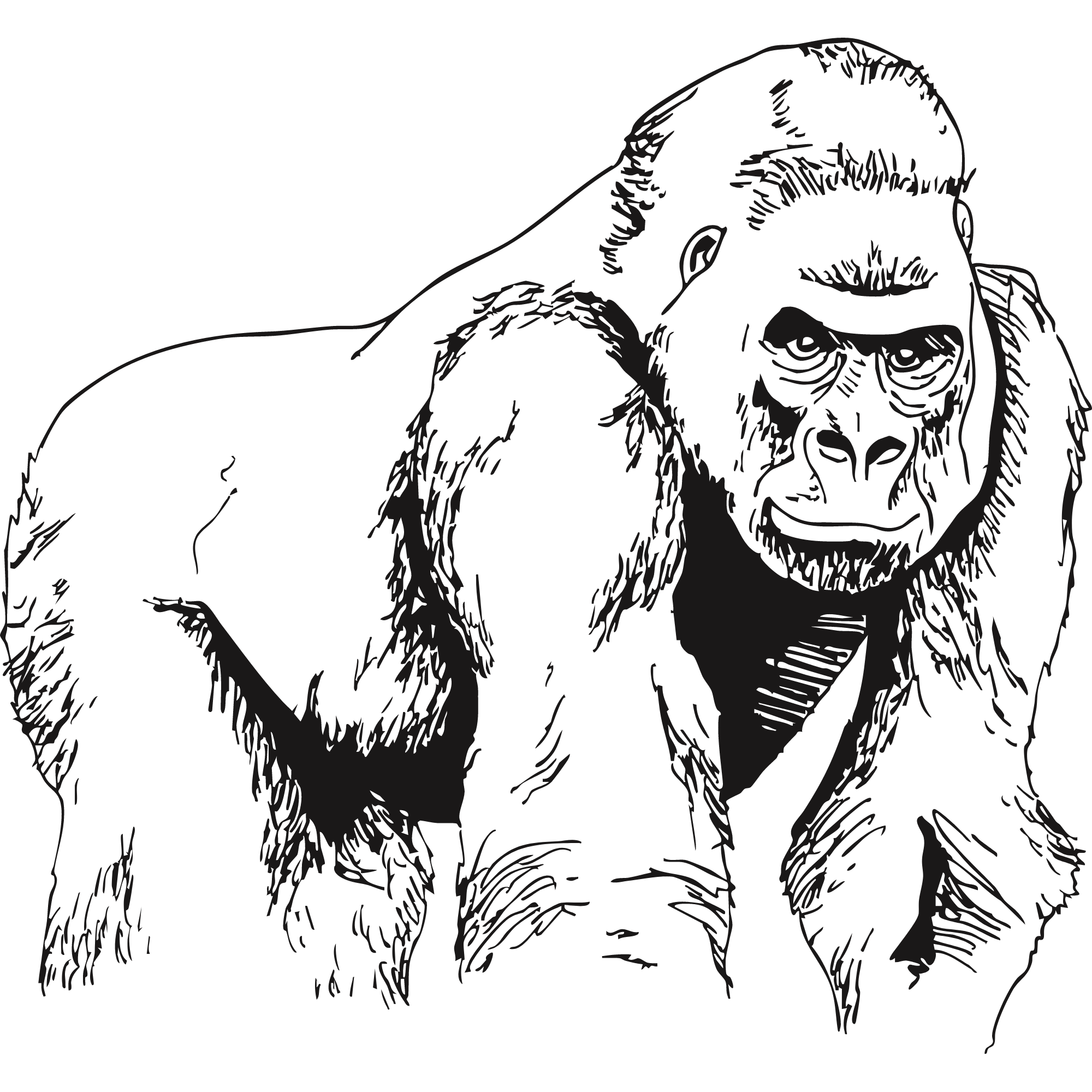 Sketch of an Eastern gorilla.