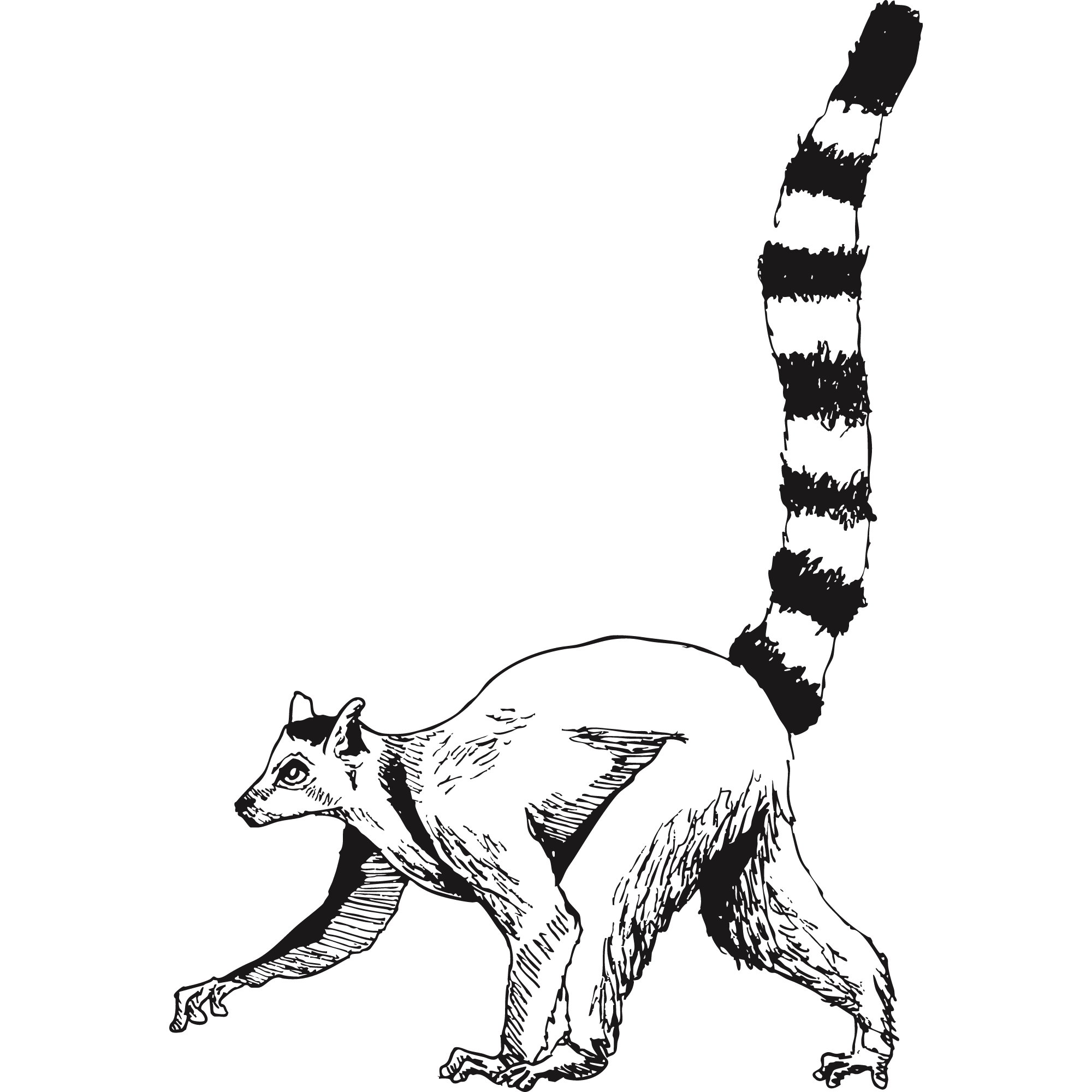 Sketch of a ring-tailed lemur.
