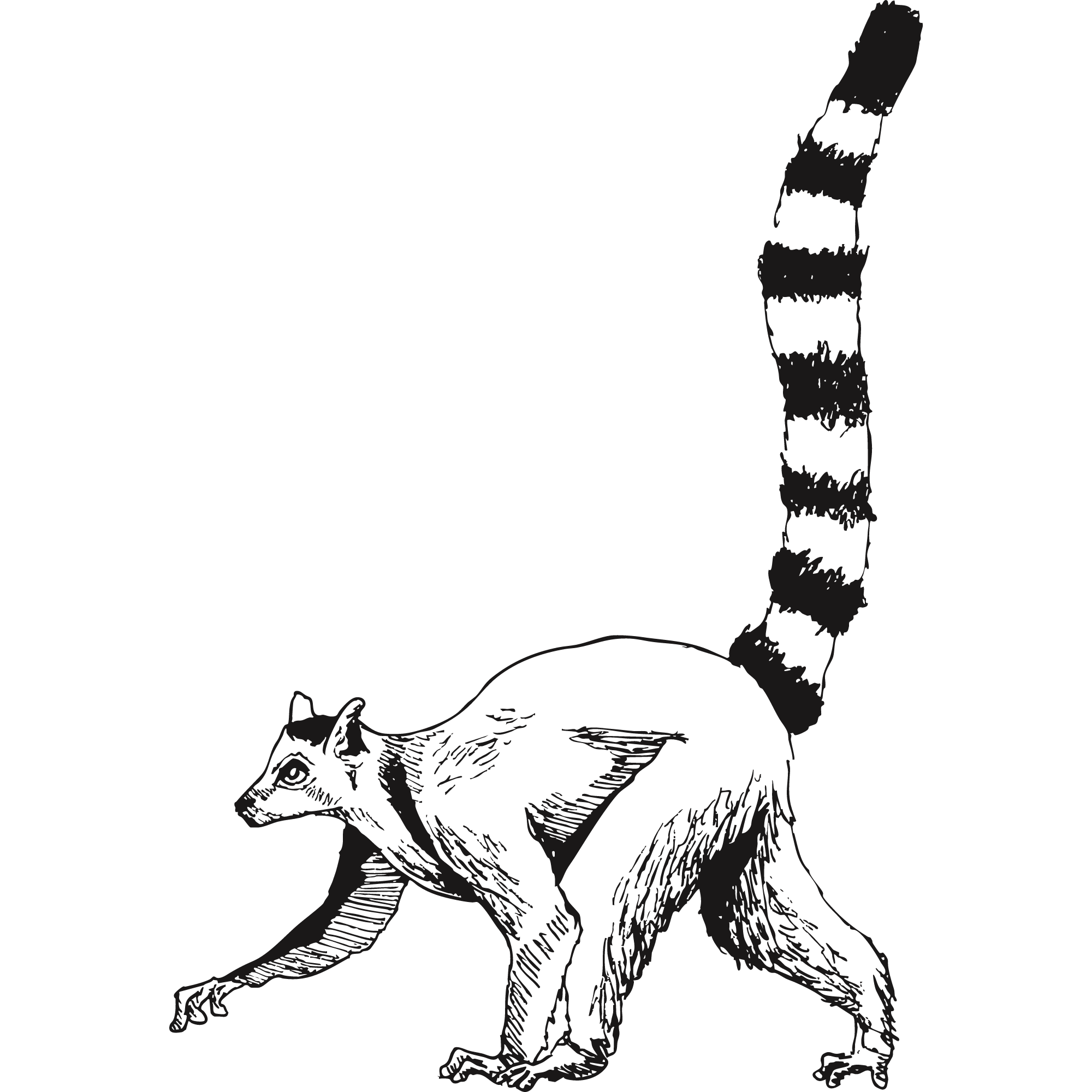 Sketch of a ring-tailed lemur.