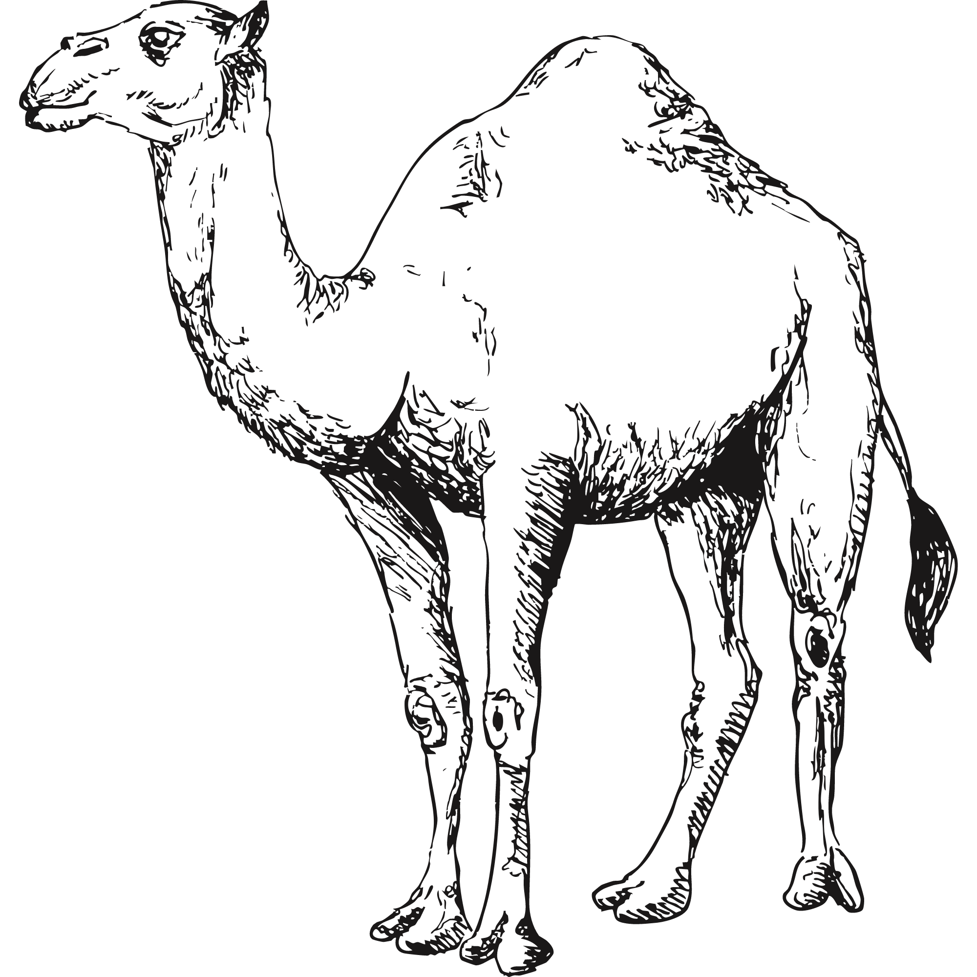 Sketch of a Dromedary camel.
