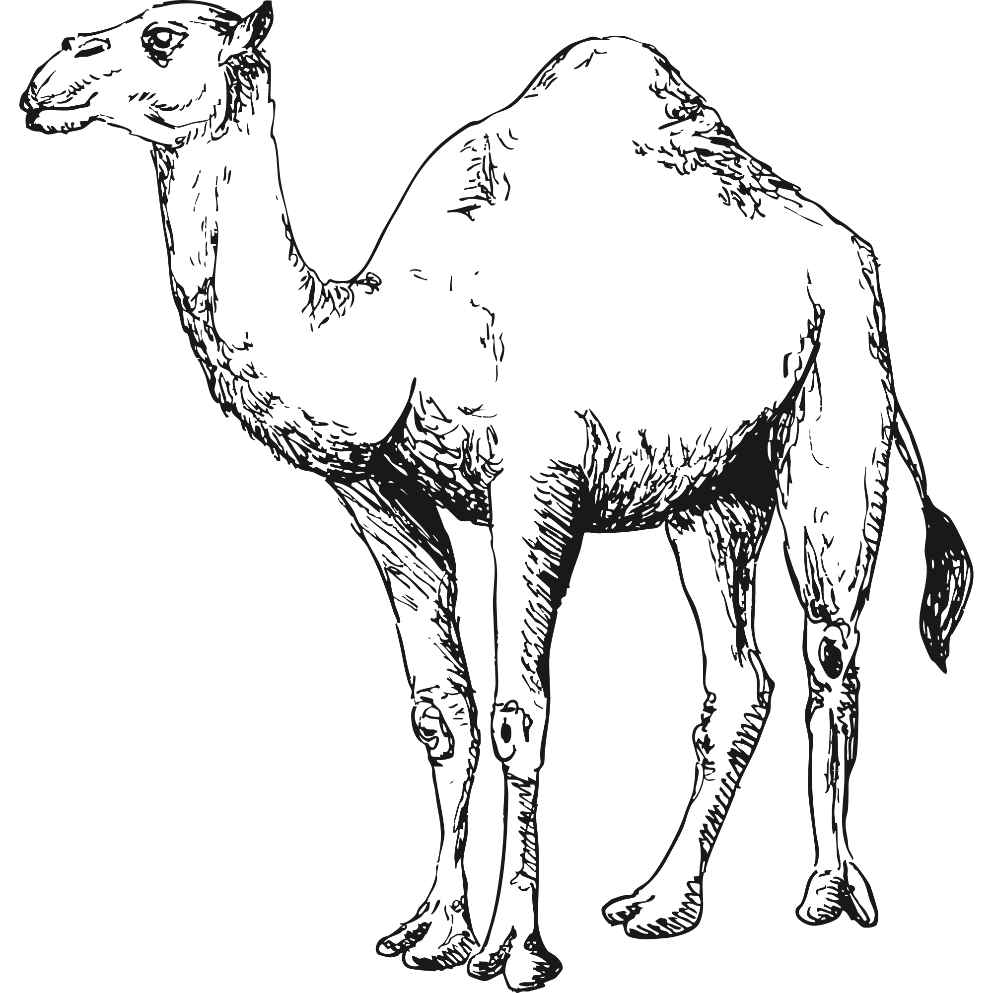 Sketch of a Dromedary camel.