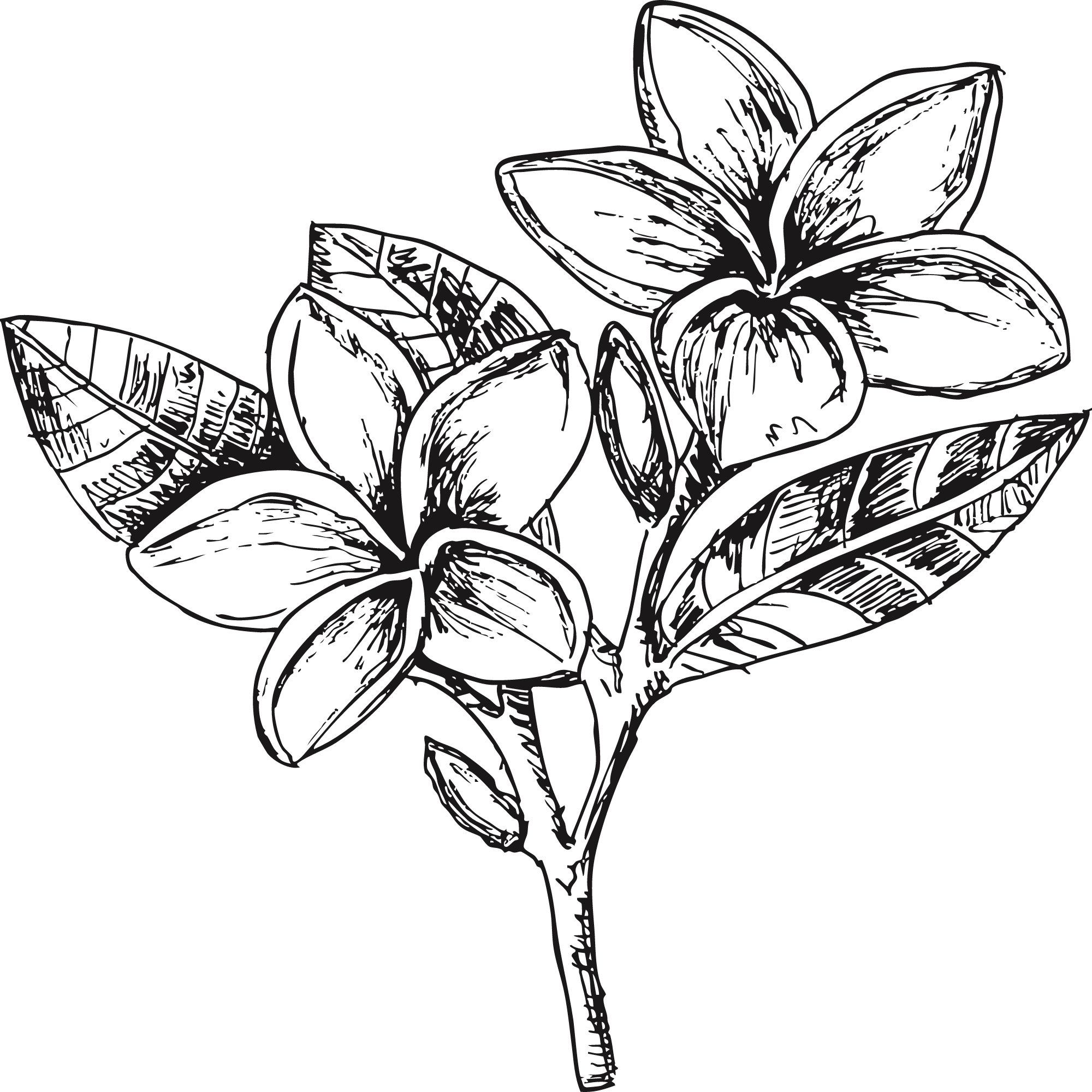 Sketch of a frangipani flower.