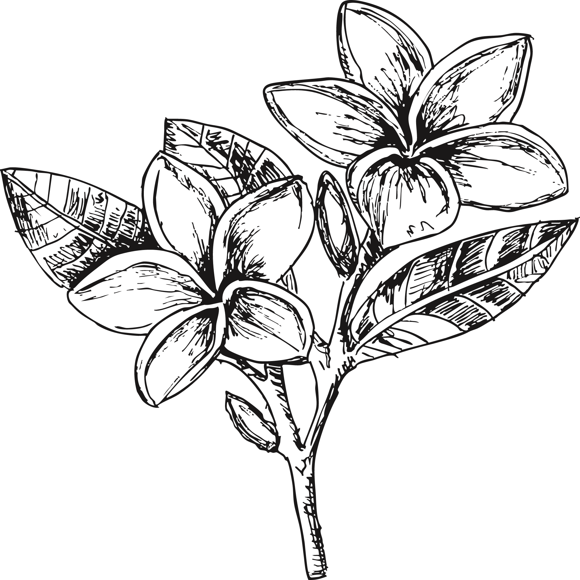 Sketch of a frangipani flower.