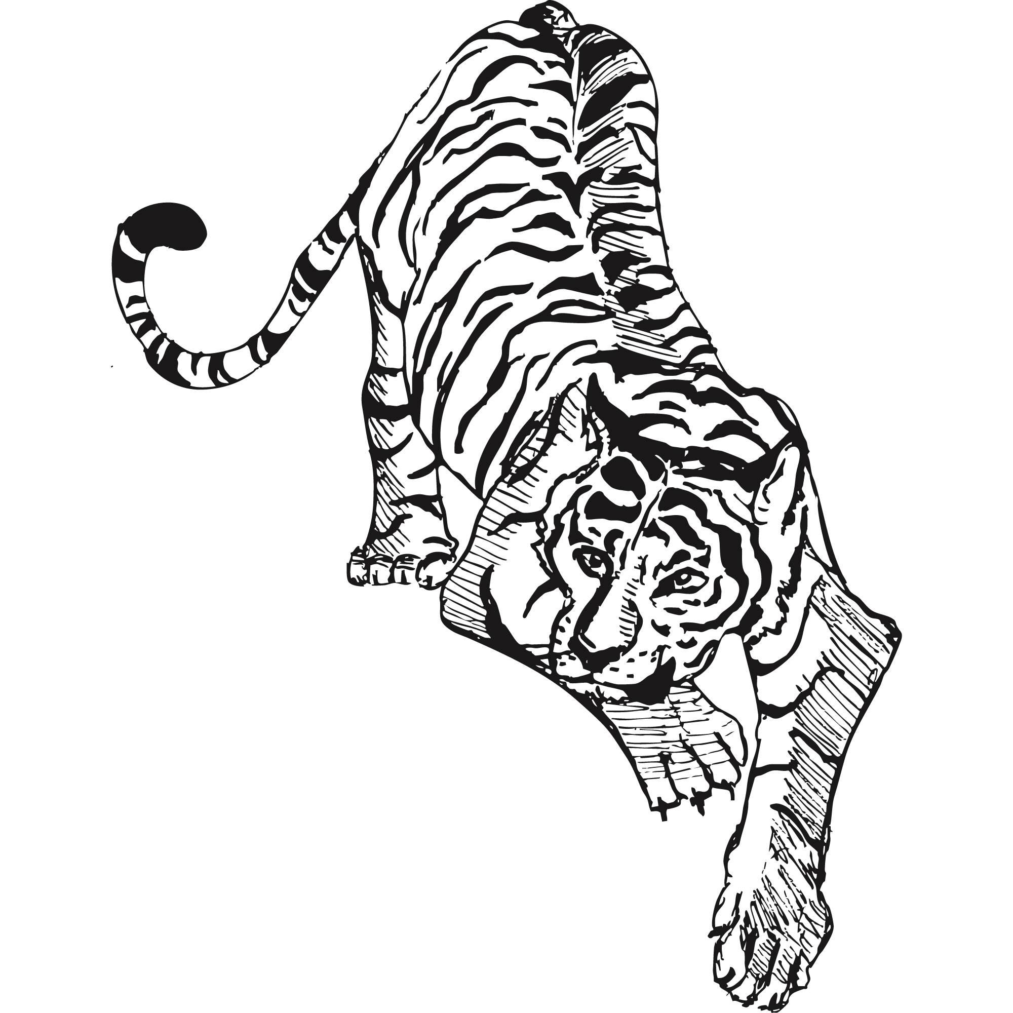 Sketch of a Bengal tiger.