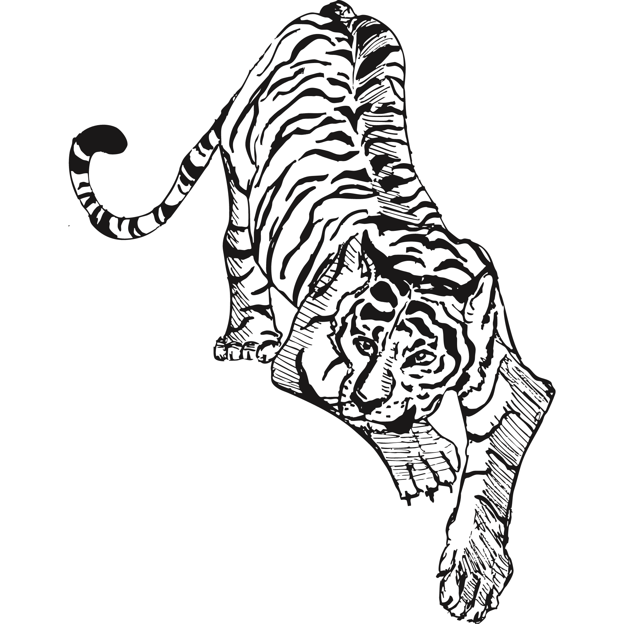 Sketch of a Bengal tiger.