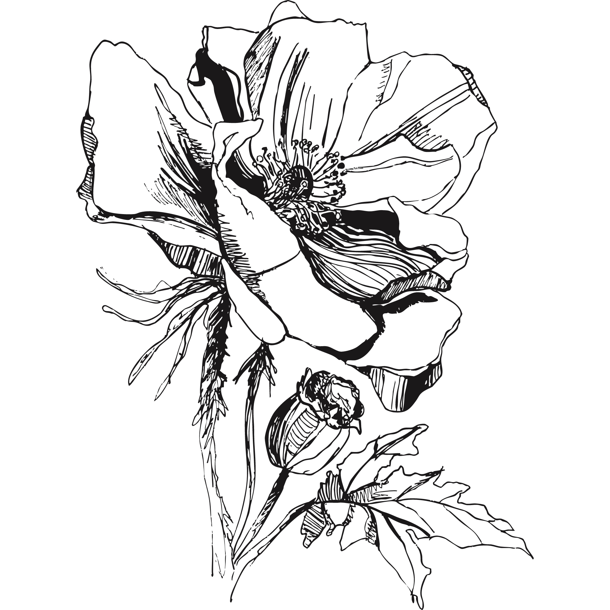 Sketch of a Himalayan blue poppy.