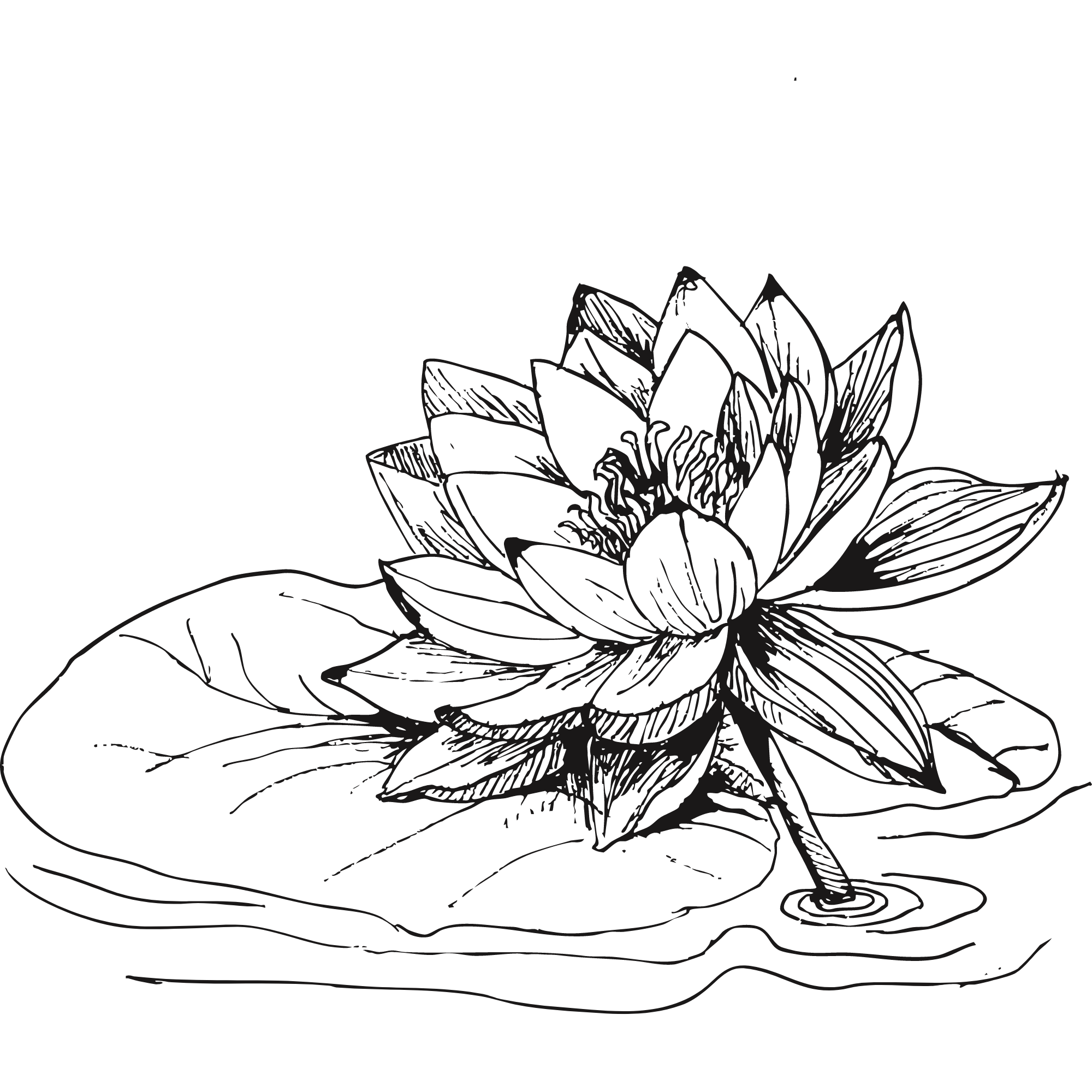 Sketch of a lotus flower.
