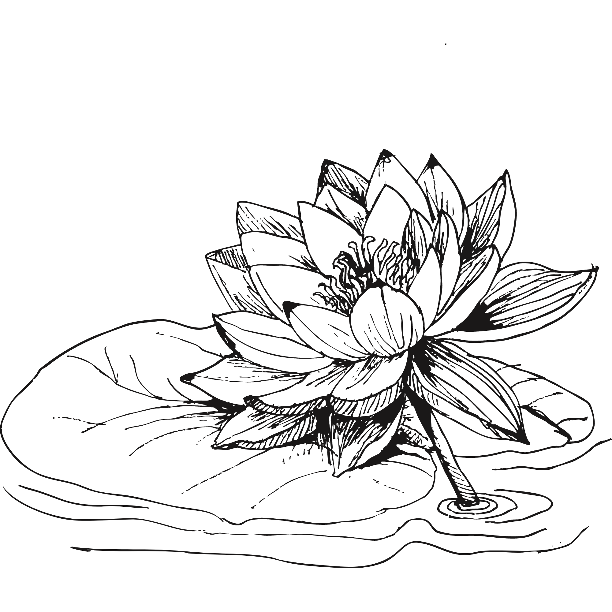 Sketch of a lotus flower.